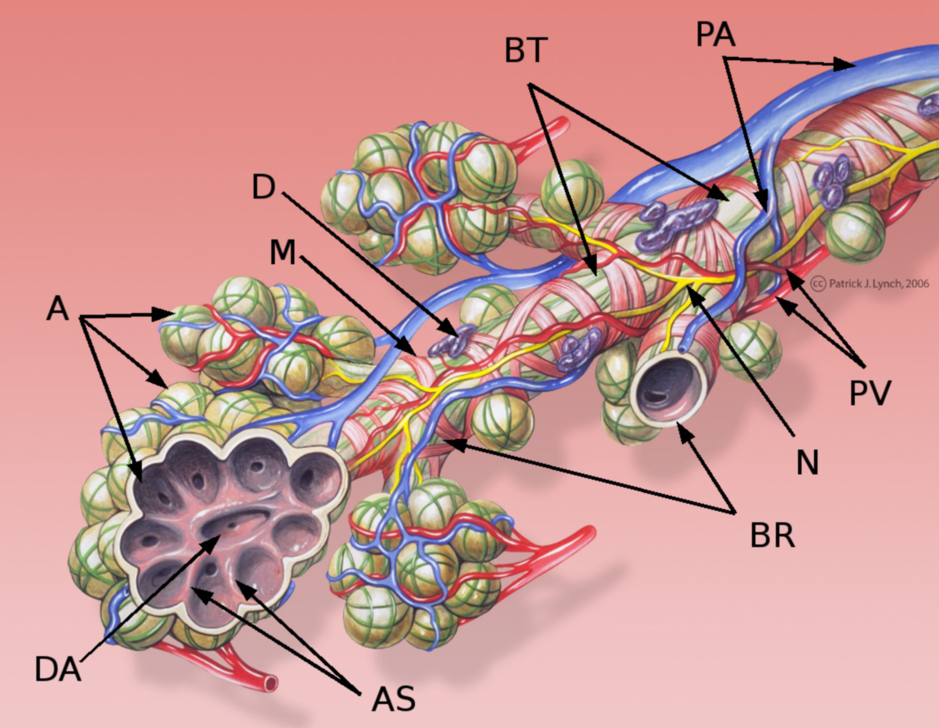 Schematic representation of a terminal bronchiole