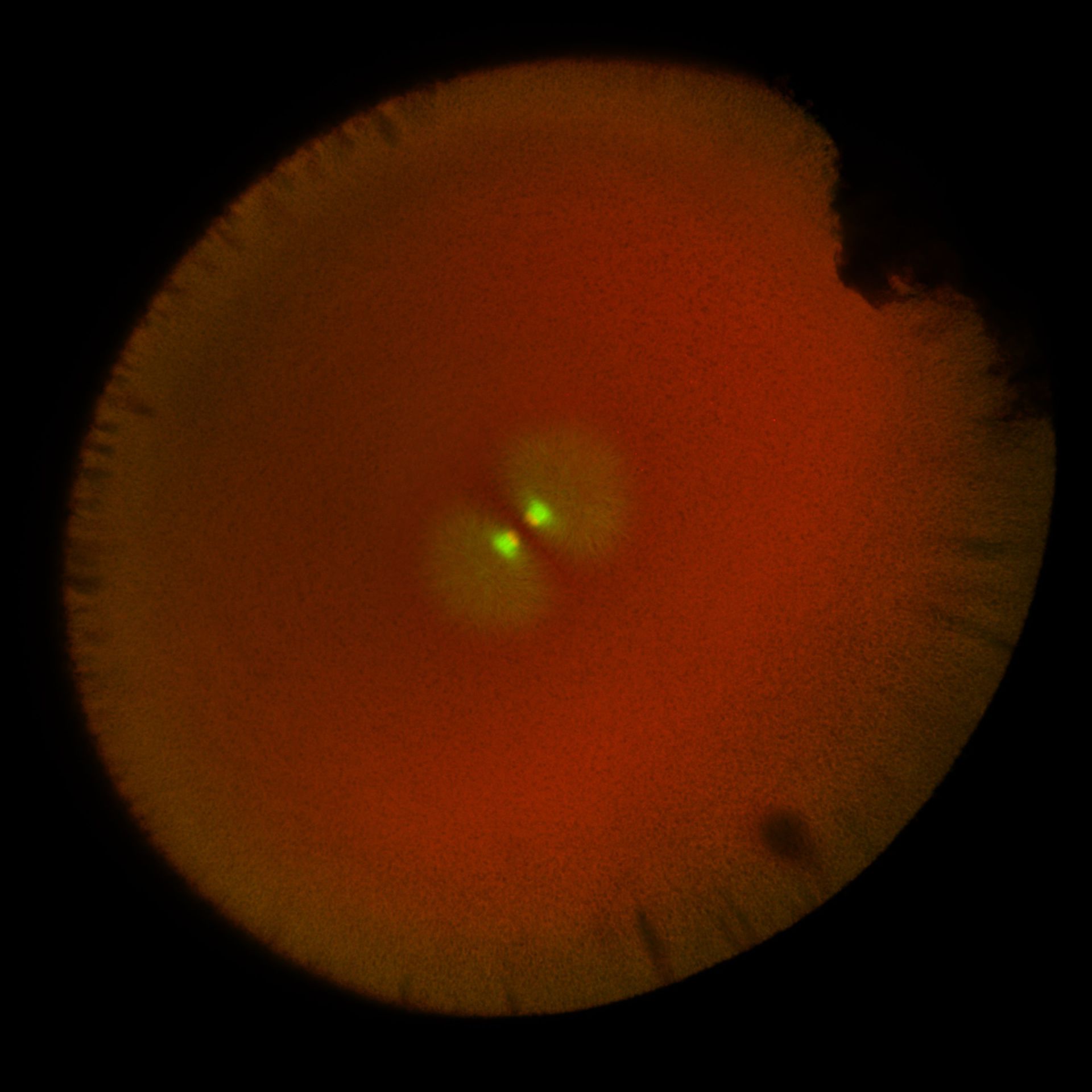 Xenopus laevis (DNA) - CIL:36569