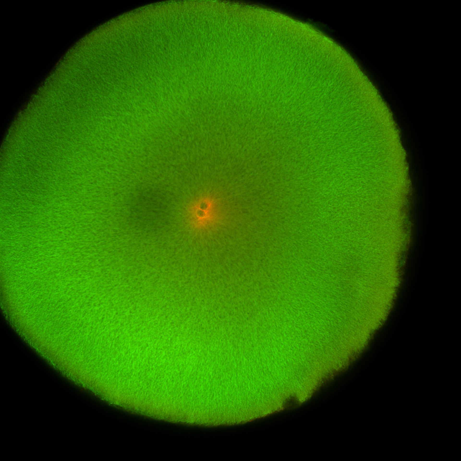 Xenopus laevis (DNA) - CIL:36450