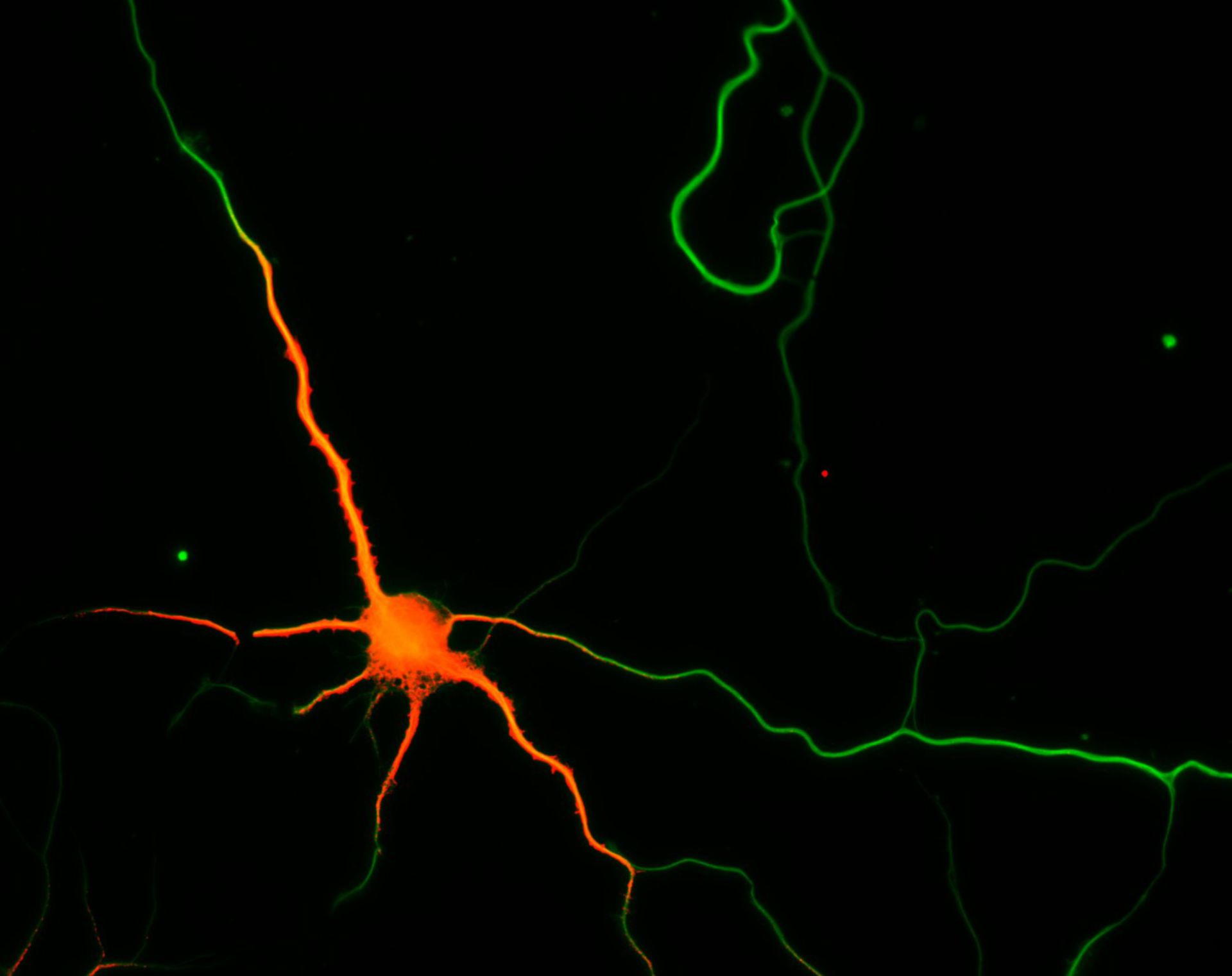 Rattus (Dendrite) - CIL:8269