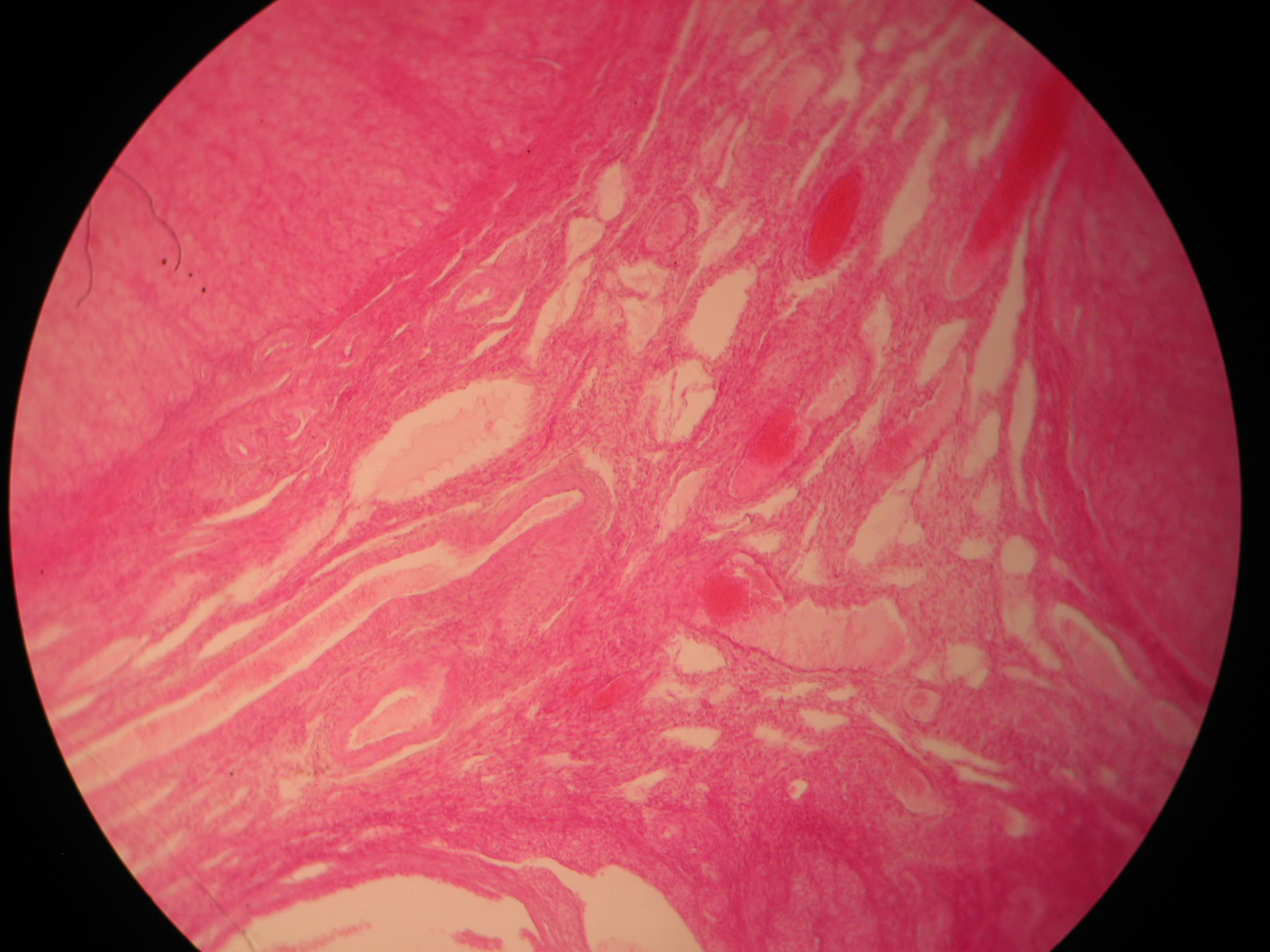 Übersicht vom Eierstock der Katze (13) - Zona vasculosa