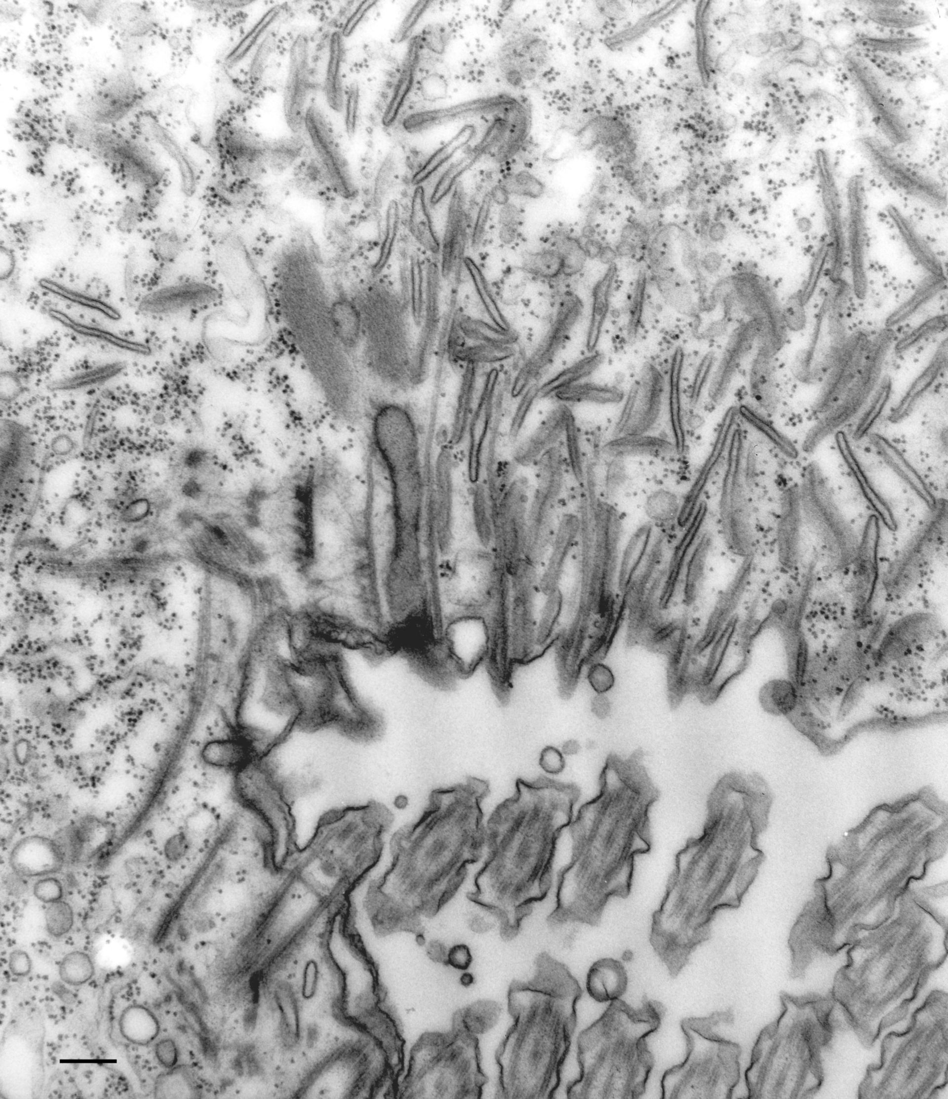 Paramecium multimicronucleatum (Microtubule associated complex) - CIL:36705
