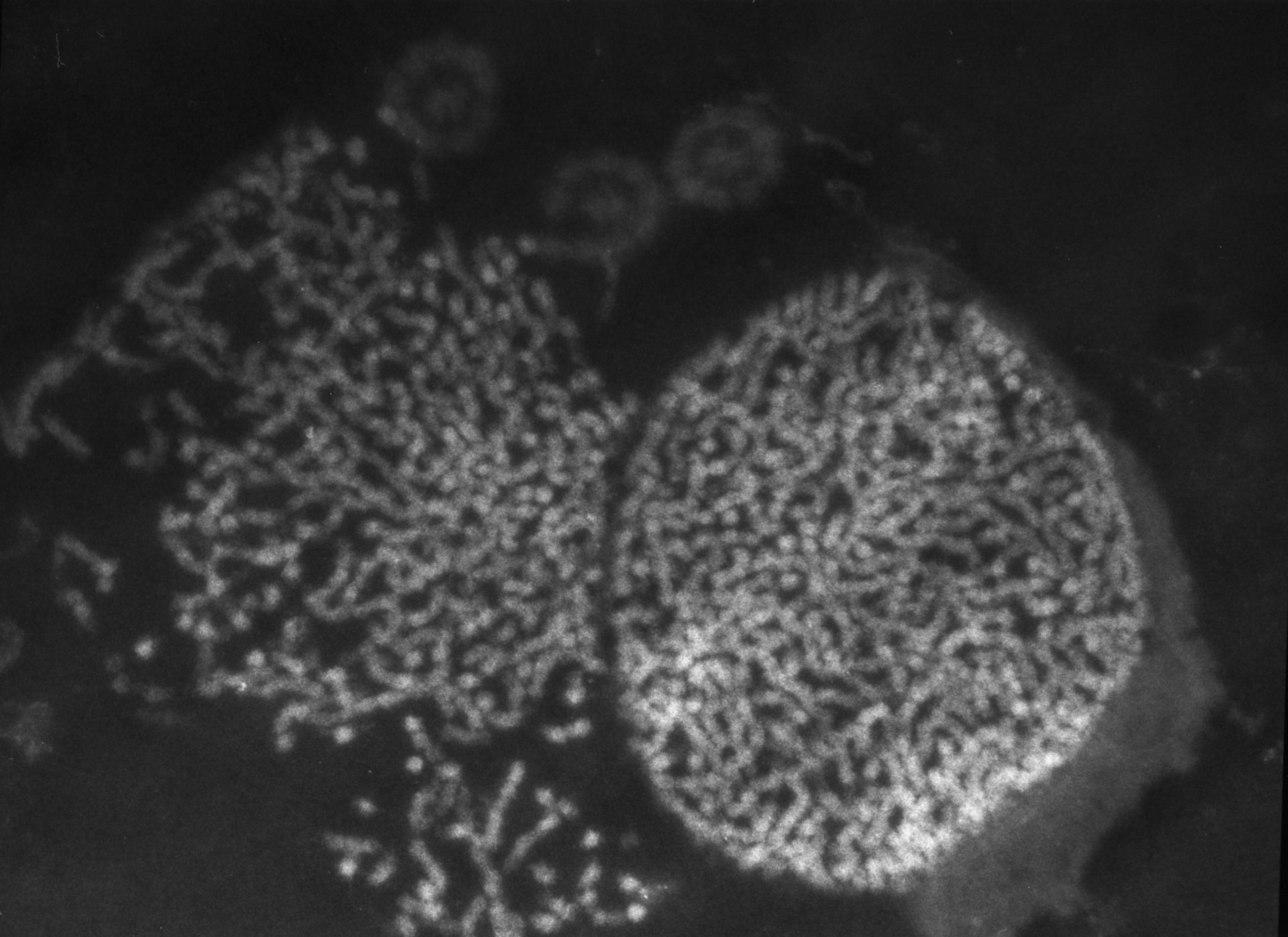 Patiria miniata (Nuclear chromatin) - CIL:755