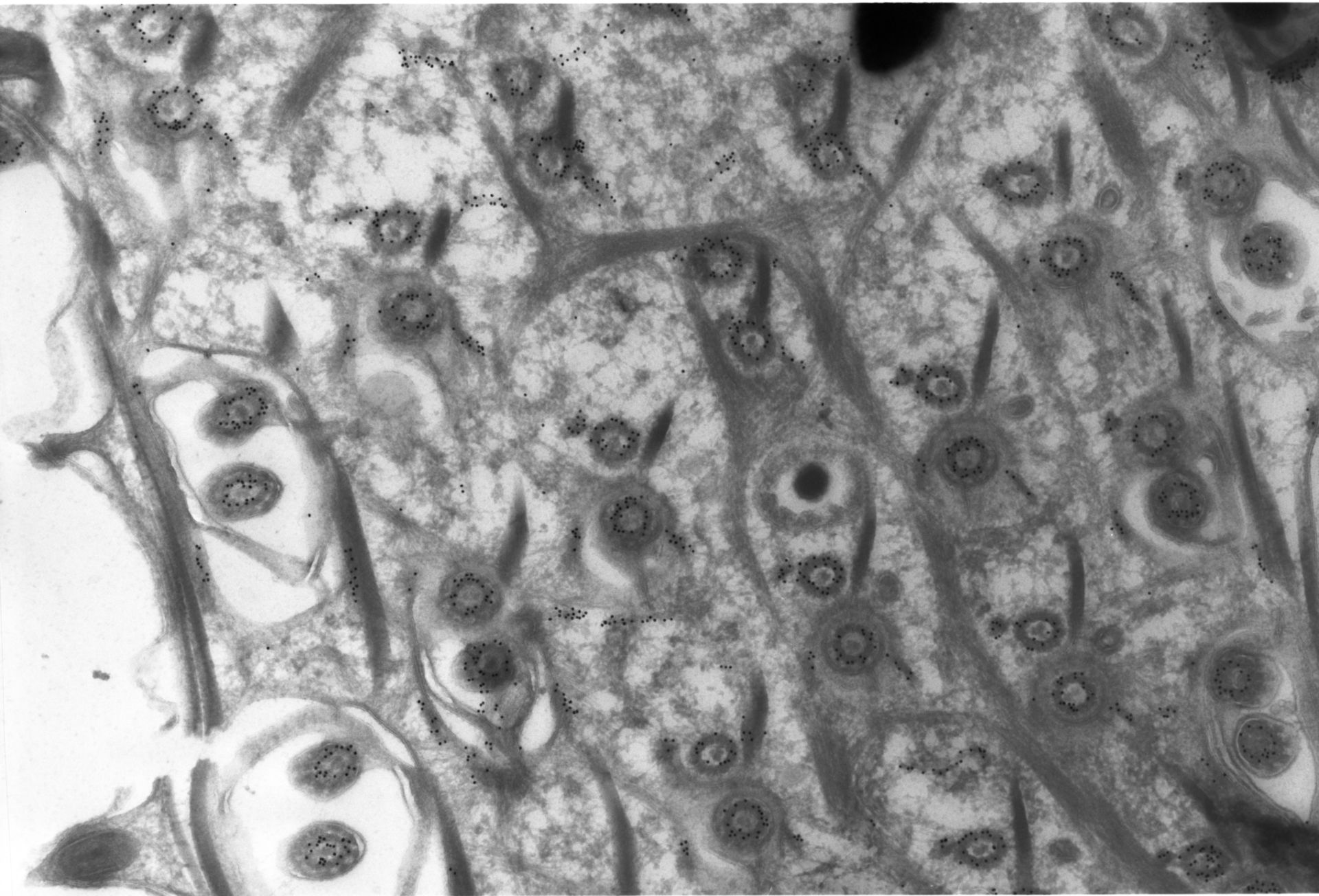 Paramecium tetraurelia (microtubuli) - CIL:1312