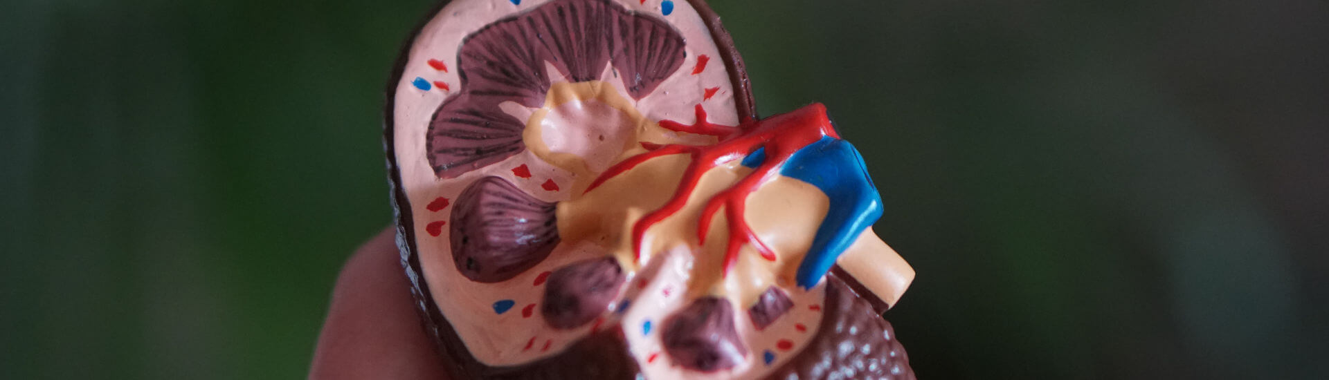 Niere Teste dein Wissen! DocCheck