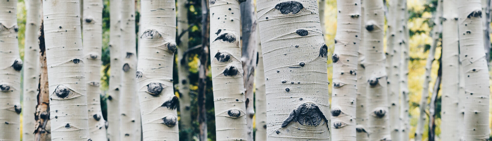 Birch pollen Danger, even for nonallergy sufferers Archyde