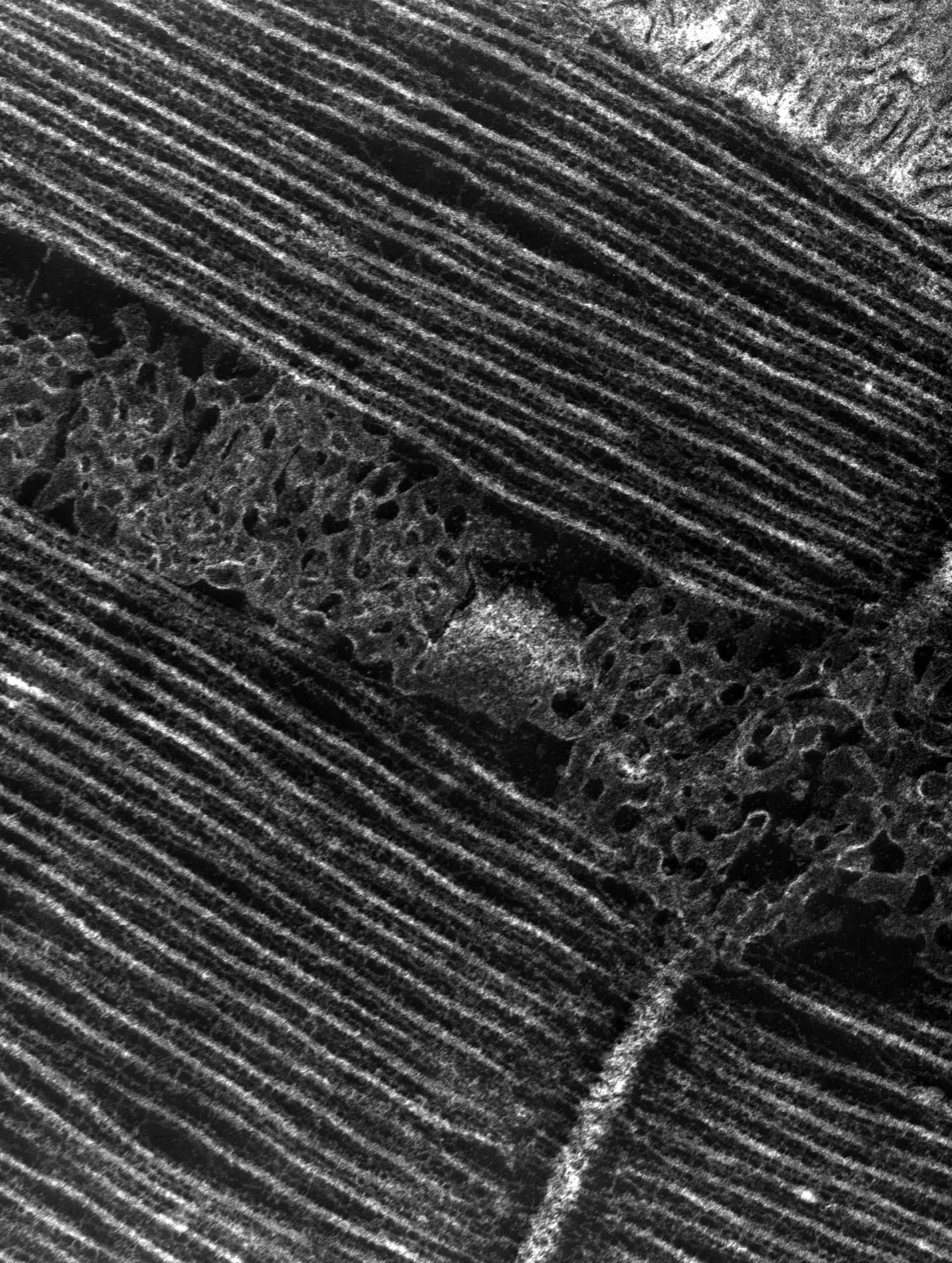 Damselfly (T-tubule) - CIL:36122