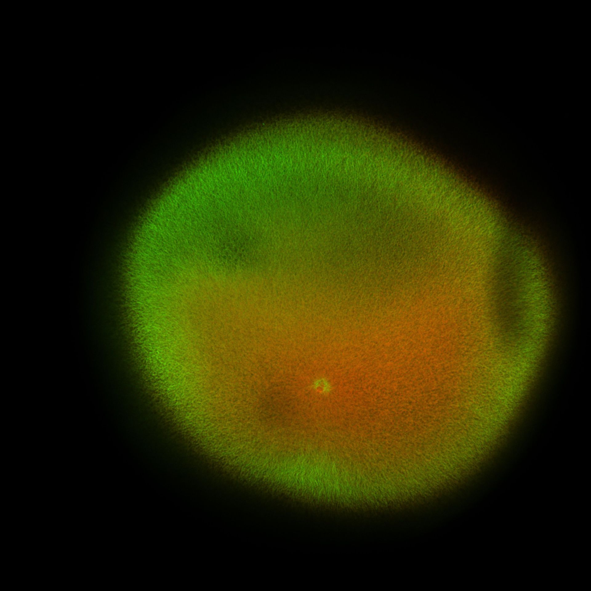 Xenopus laevis (DNA) - CIL:36479