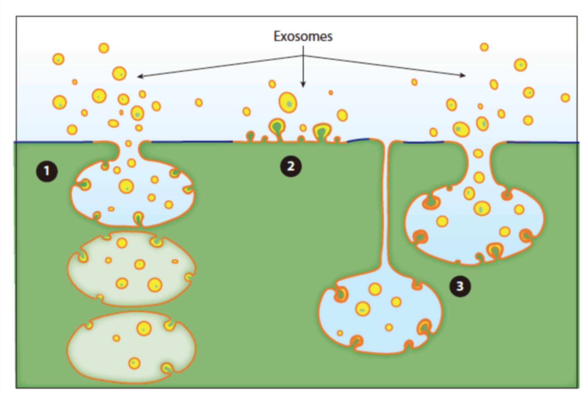 What is an exosome?