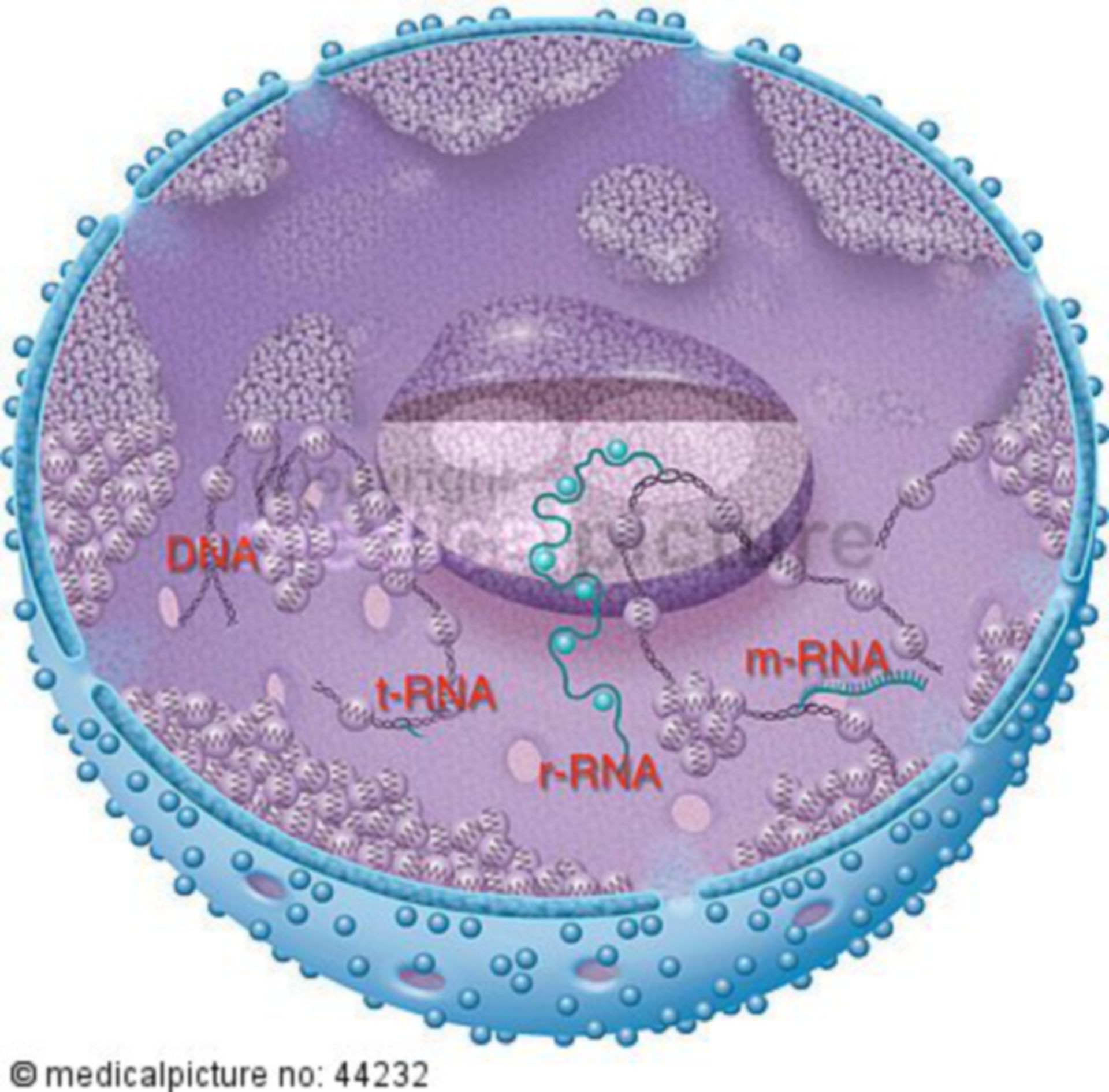  Zelle mit RNS und DNS, Transkription, Translation, cell with RNA and DNA, transcription, translation 
