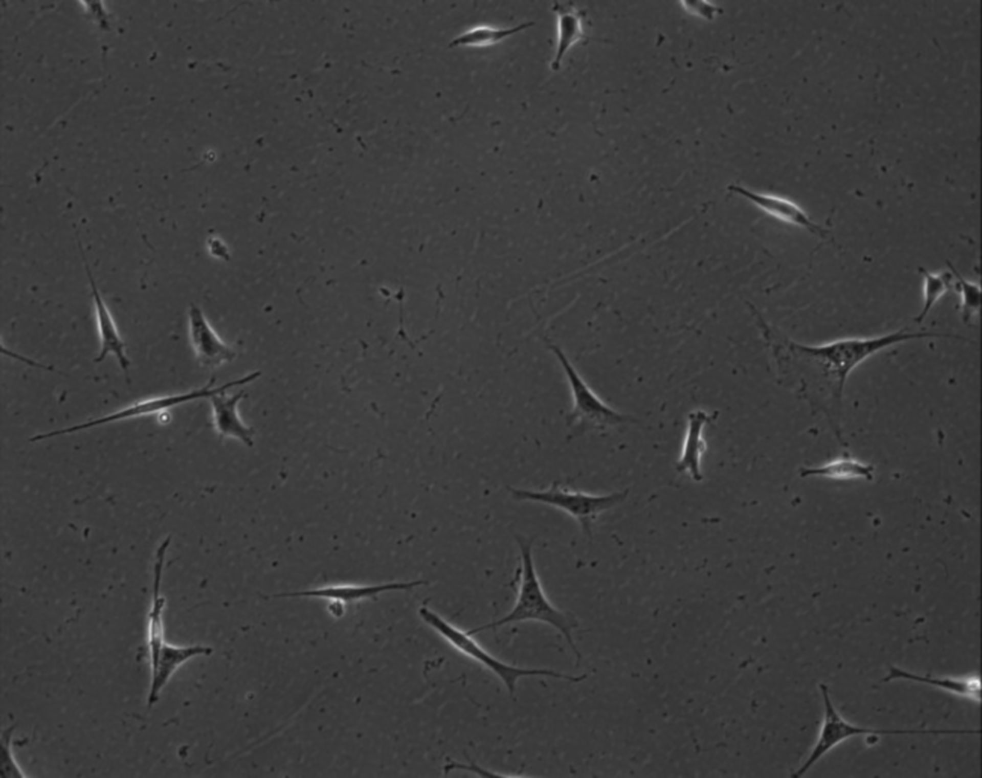 Mus musculus (Extracellular matrix part) - CIL:7841