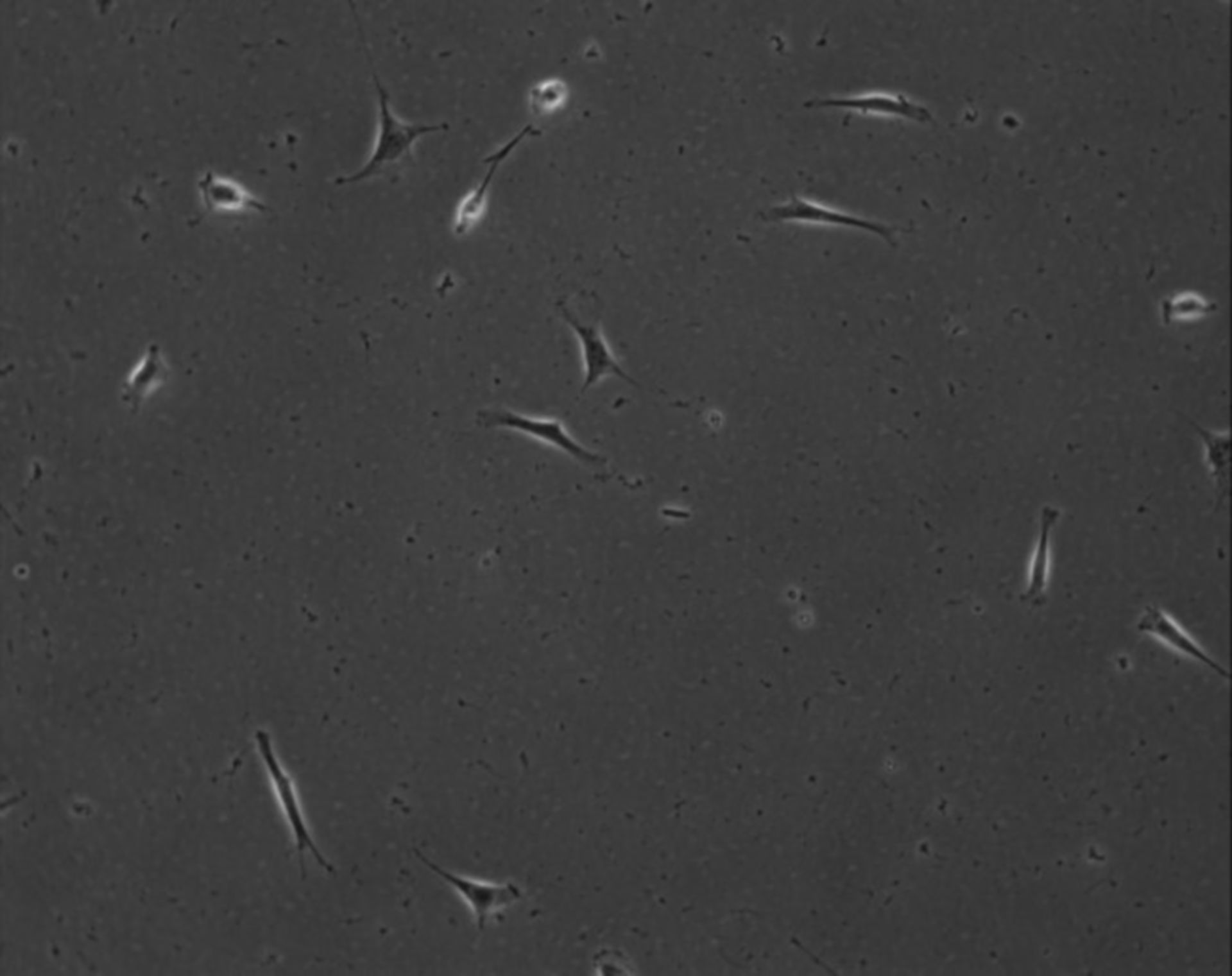 Mus musculus (Extracellular matrix part) - CIL:8885