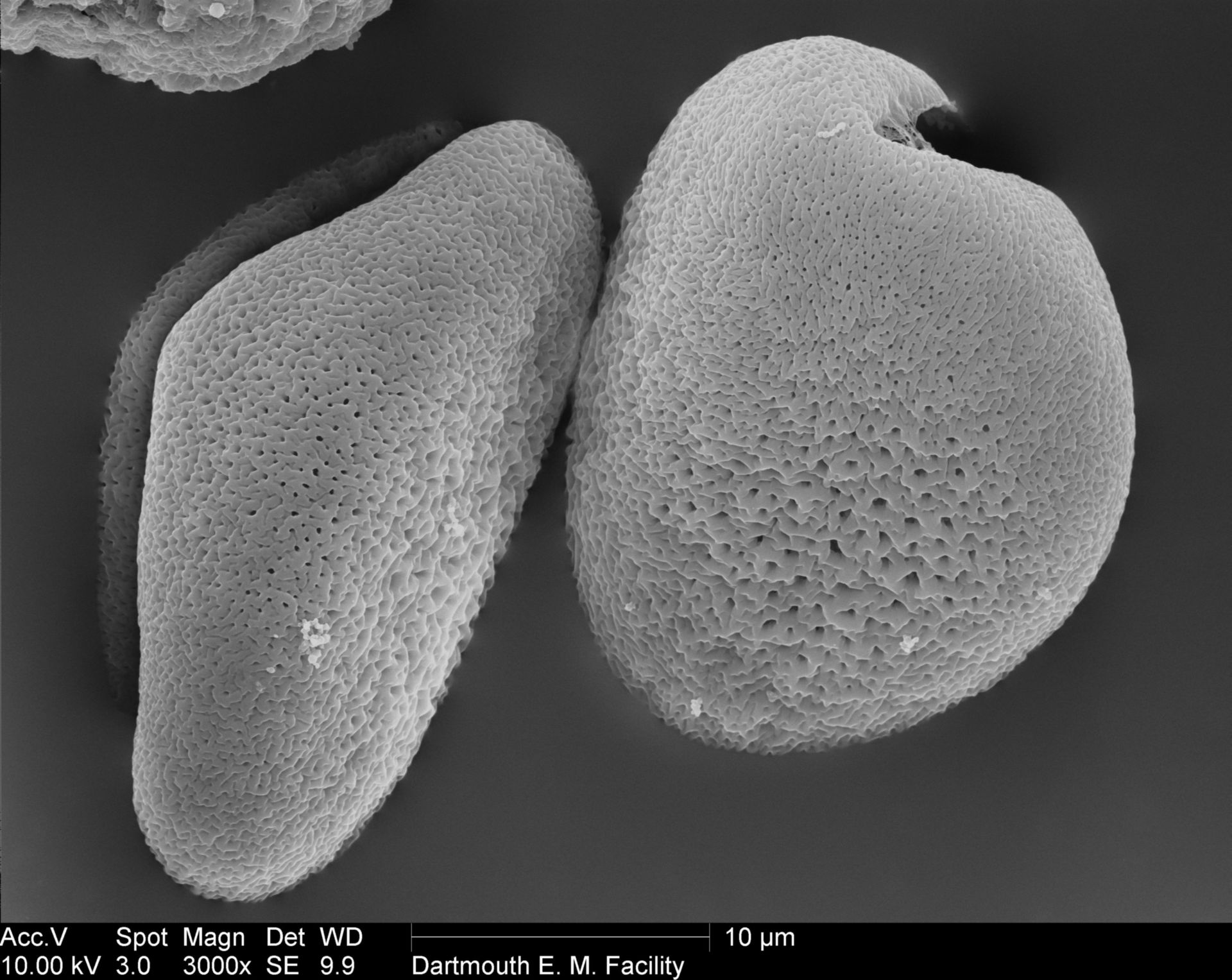 Allium (Pollen wall) - CIL:40339