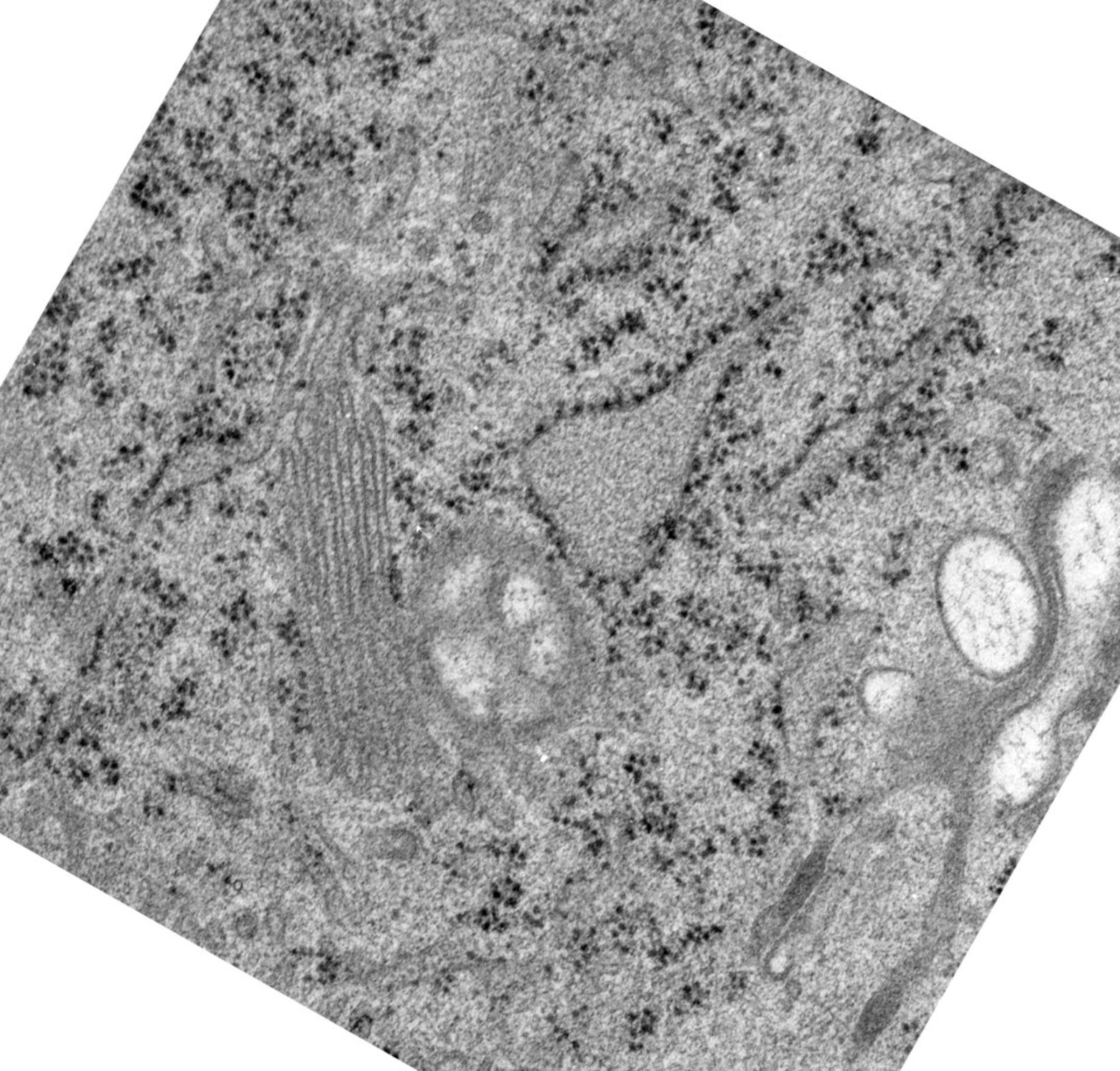 Rattus norvegicus (Golgi cisterna) - CIL:24480