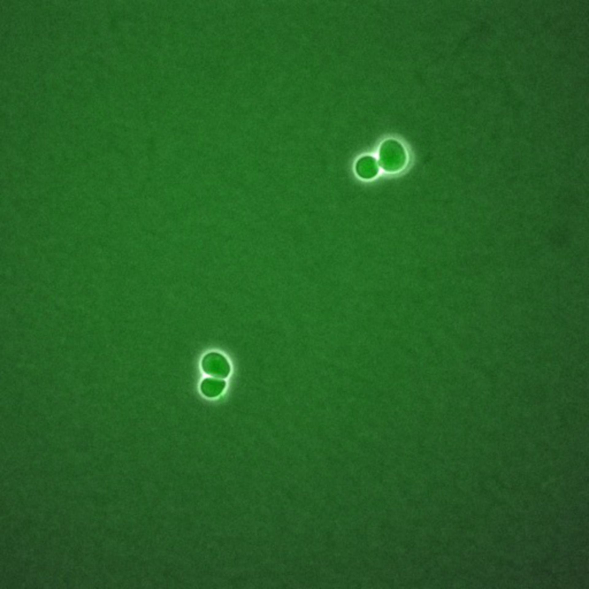 Saccharomyces cerevisiae (BCK2 protein) - CIL:35782