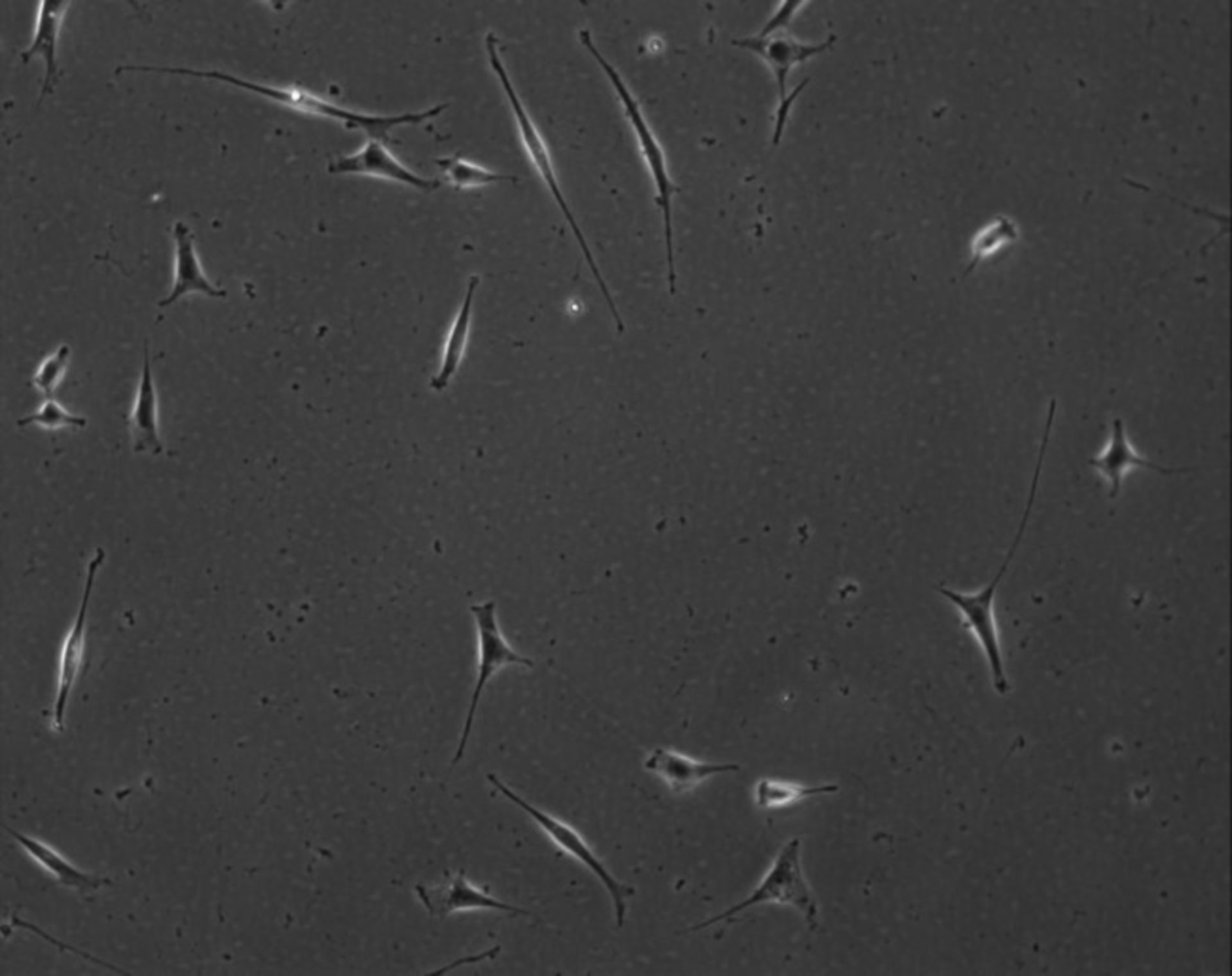 Mus musculus (Extracellular matrix part) - CIL:8973