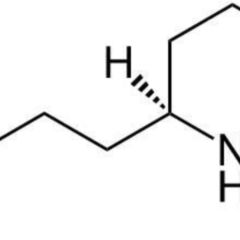 Coniin DocCheck Flexikon