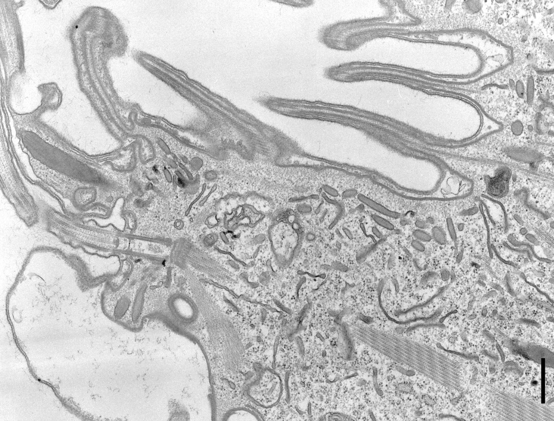 Coleps hirtus (Actin cytoskeleton) - CIL:9711