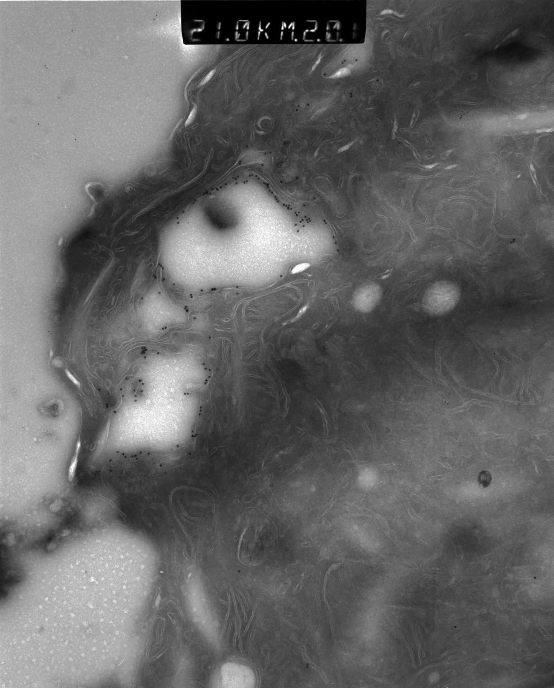 Rattus rattus (Mitochondrion) - CIL:38663
