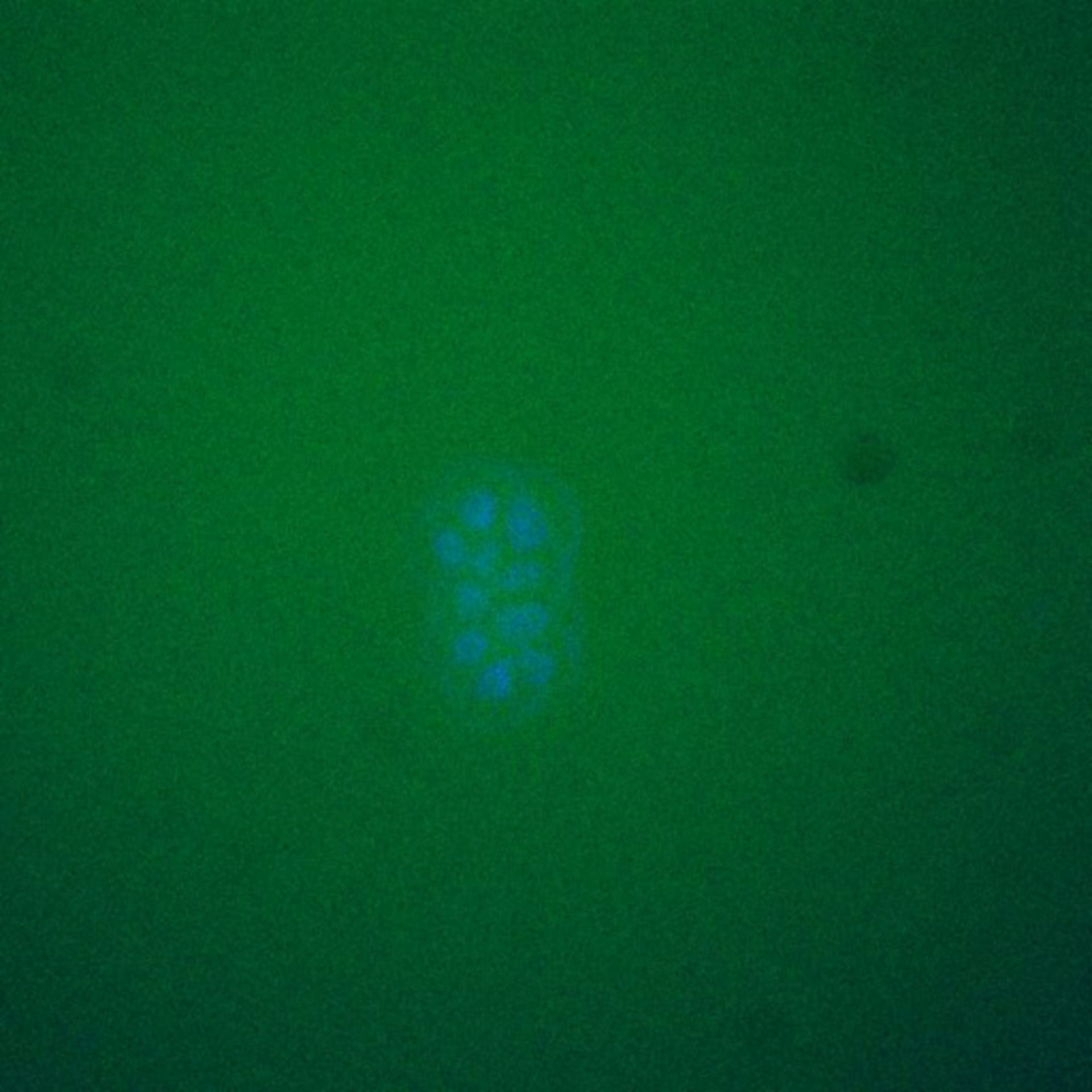 Saccharomyces cerevisiae (DNA replication preinitiation complex) - CIL:39535