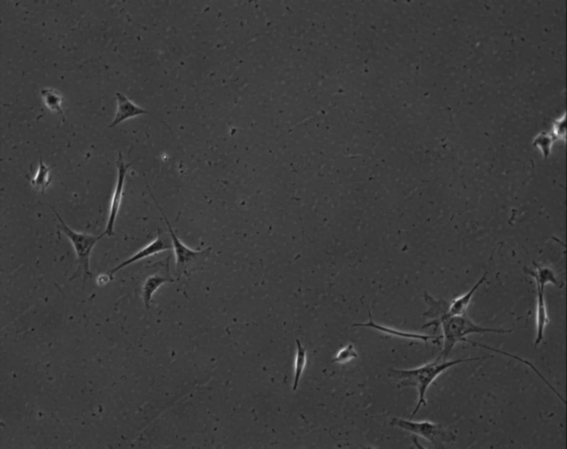 Mus musculus (Extracellular matrix part) - CIL:7854