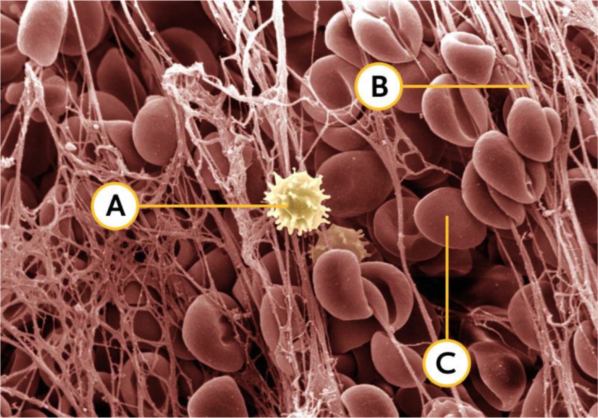 Tierzellen: Blutgerinnsel