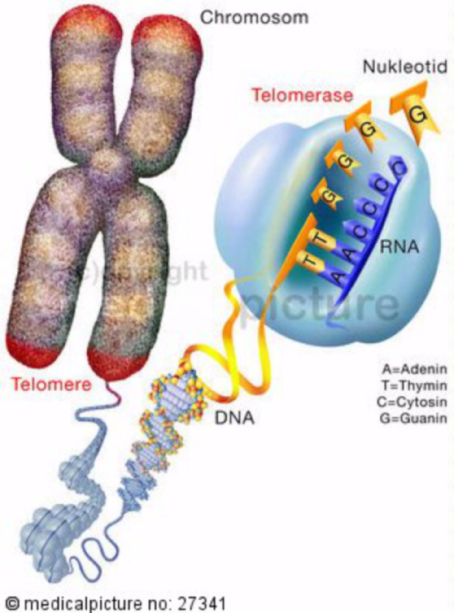 Telomerase