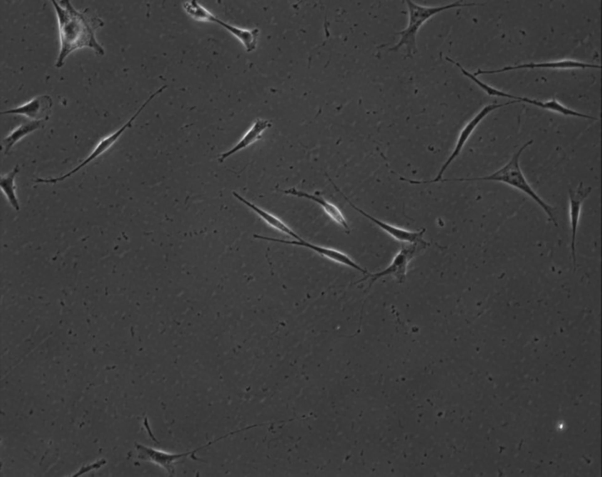 Mus musculus (parte matrice extracellulare) - CIL:7848