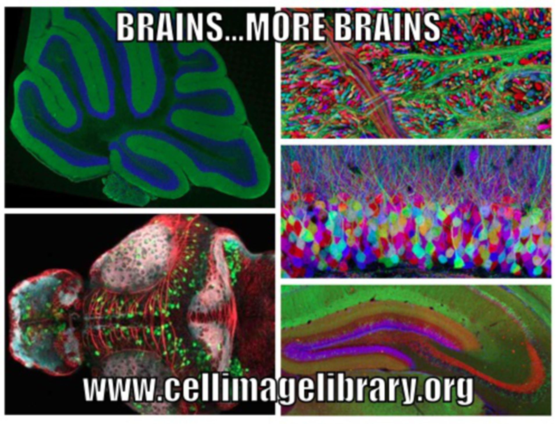Brains ... More Brains - Image of the Week - October 27, 2014