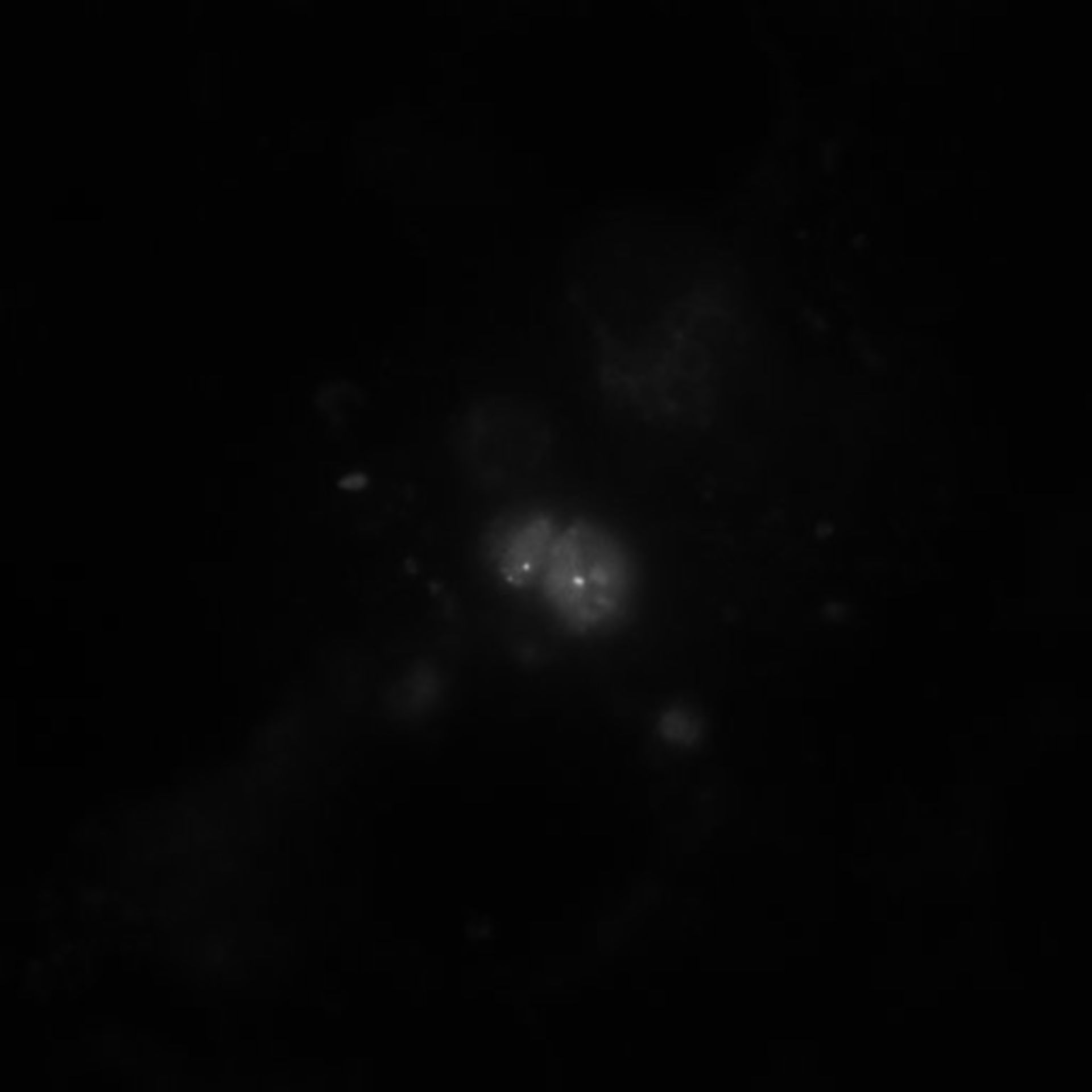 Toxoplasma gondii RH (Centriole) - CIL:10509