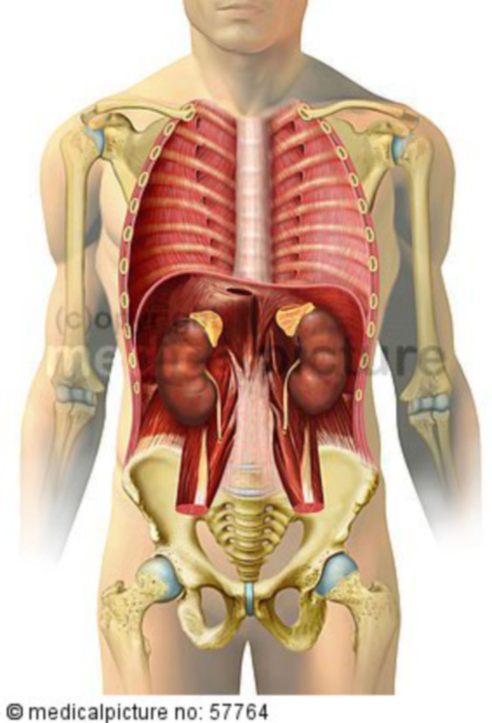 Anatomical illustrations - kidney and adrenal gland