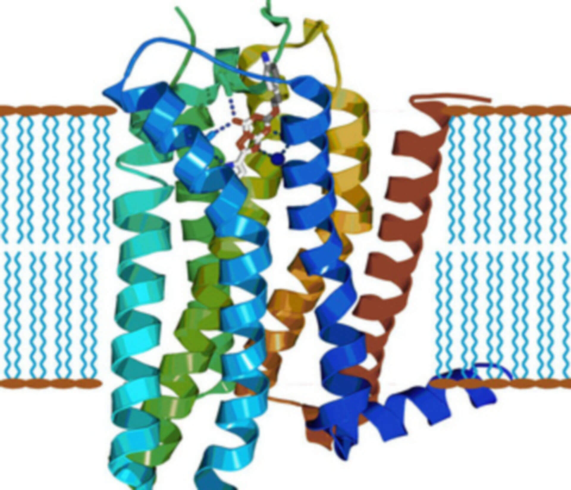 GPCR Stable Cell Line Development