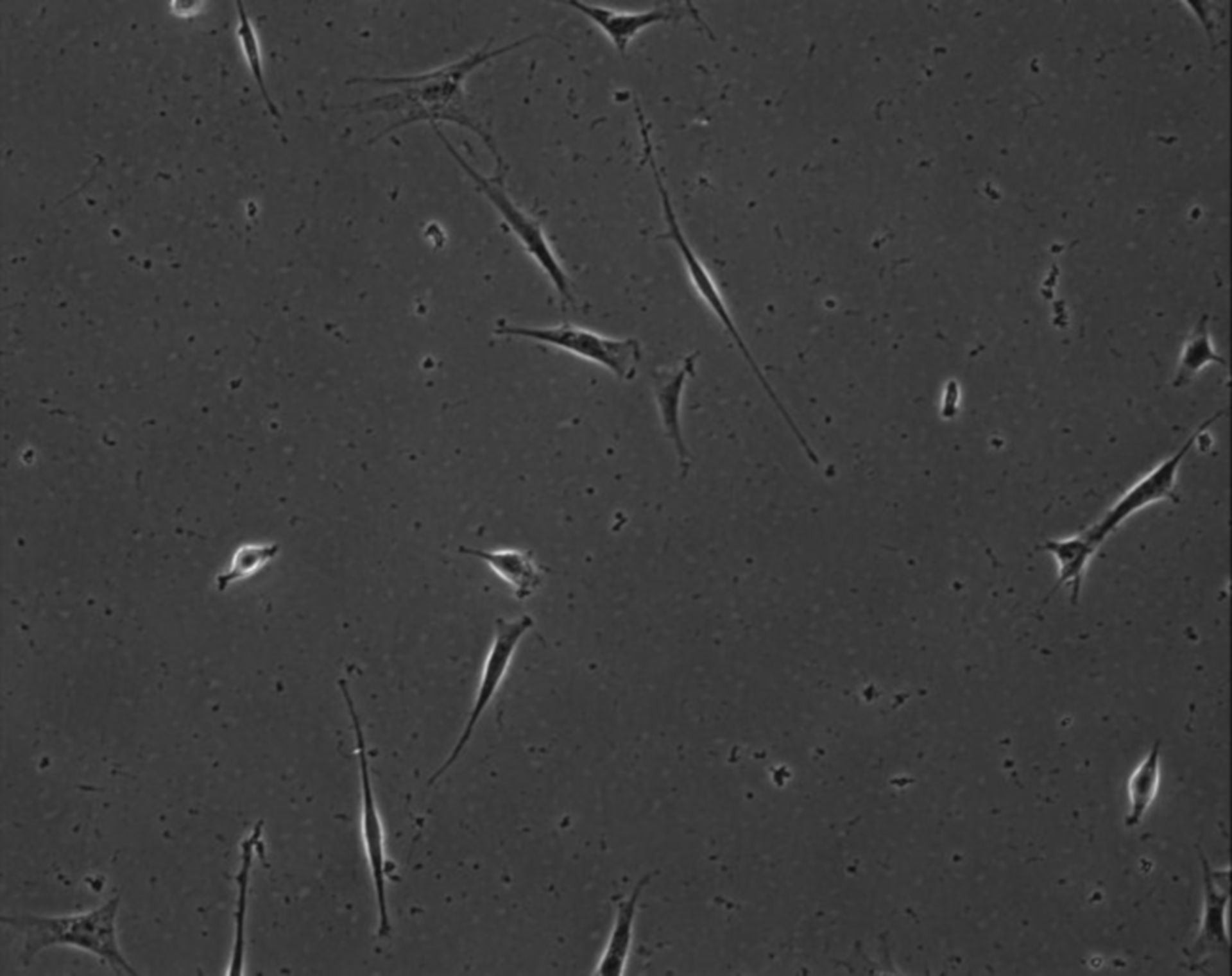 Mus musculus (Extracellular matrix part) - CIL:8919