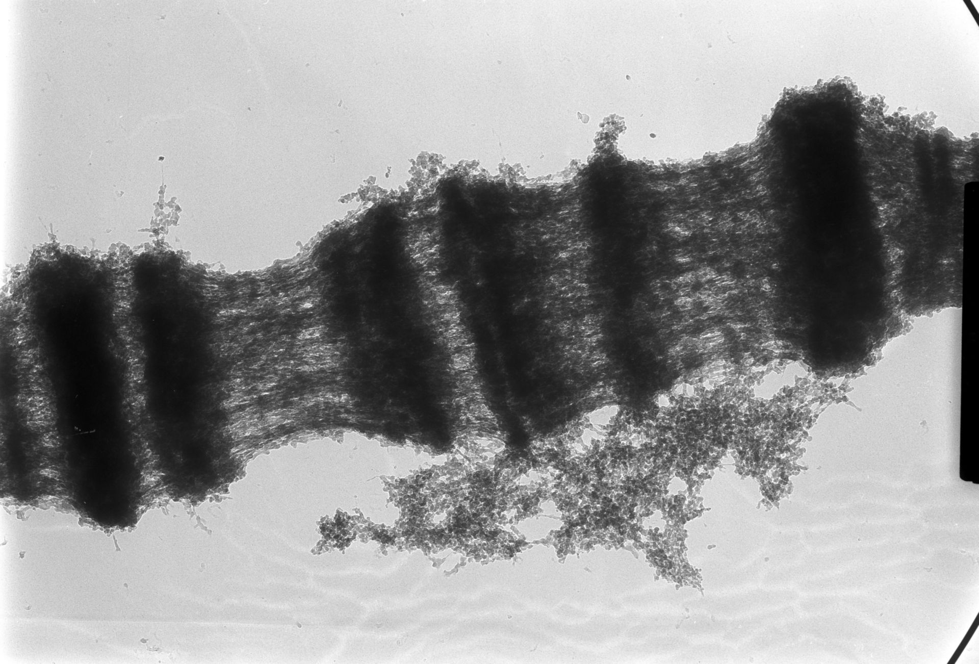 Drosophila melanogaster (Polytene chromosome) - CIL:25393