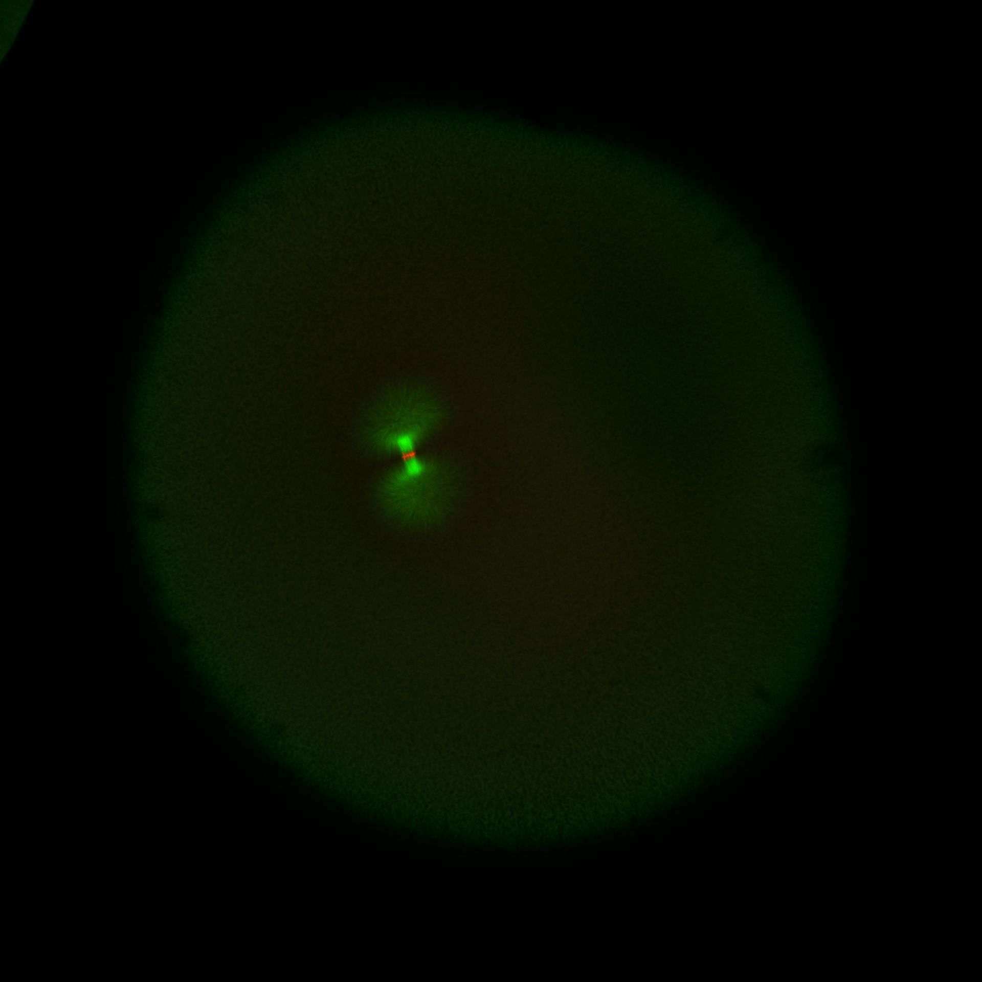 Xenopus laevis (DNA) - CIL:36546