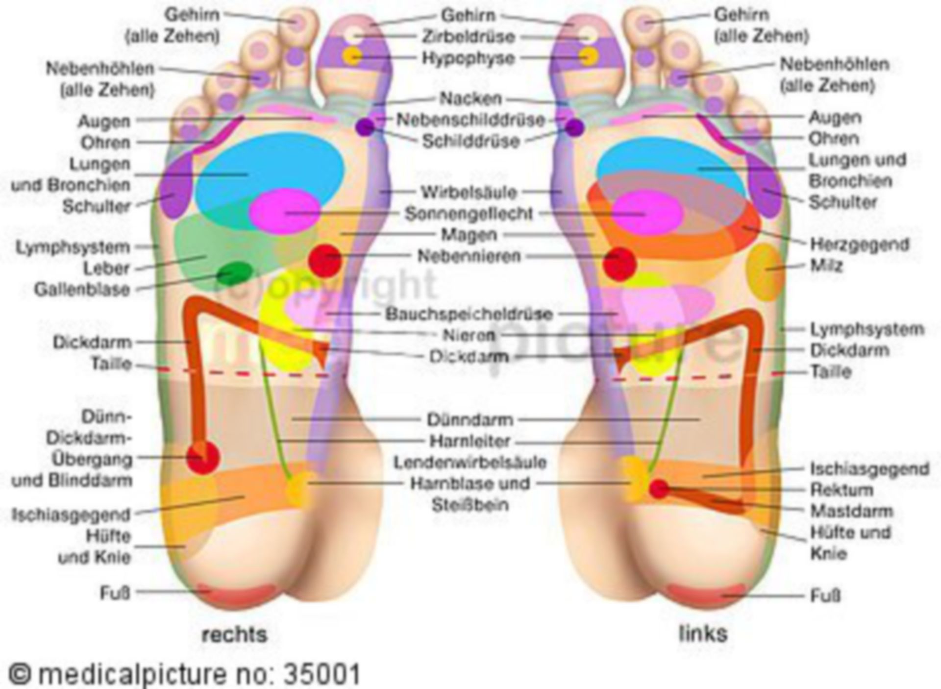 Foot reflexology areas