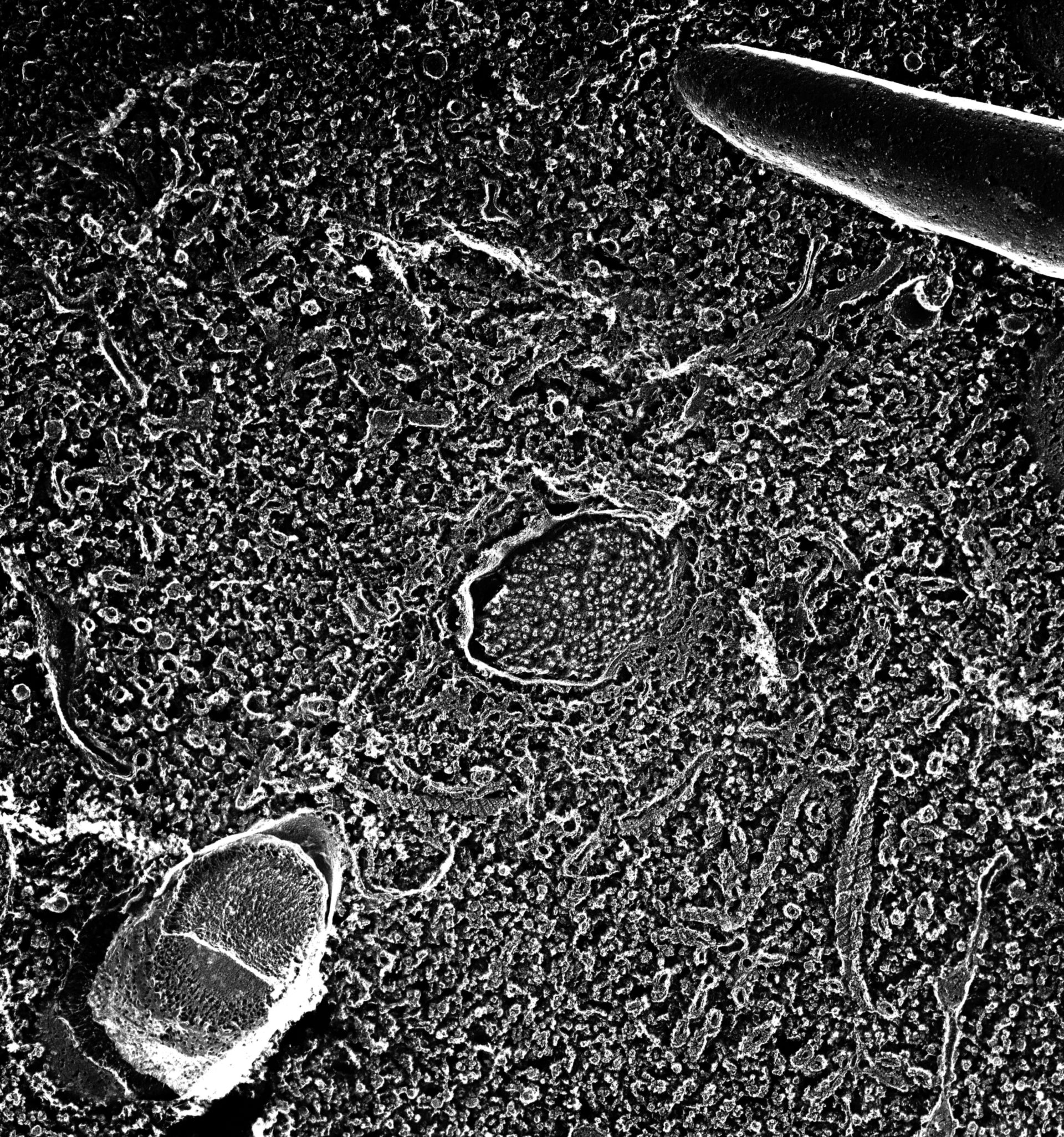 Paramecium multimicronucleatum (Cytoplasm) - CIL:13119