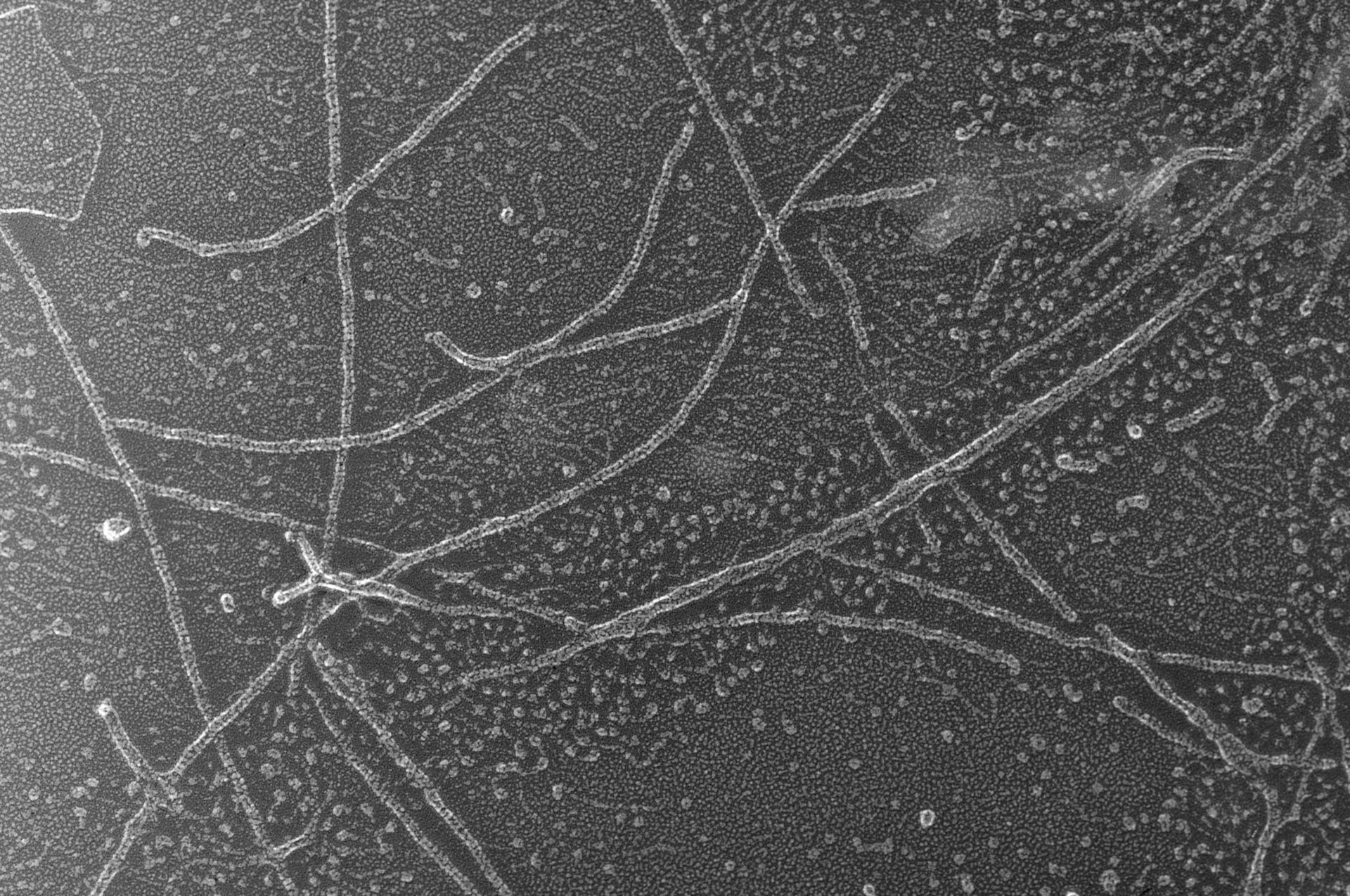 Oryctolagus cuniculus (Cytoskeleton) - CIL:6263