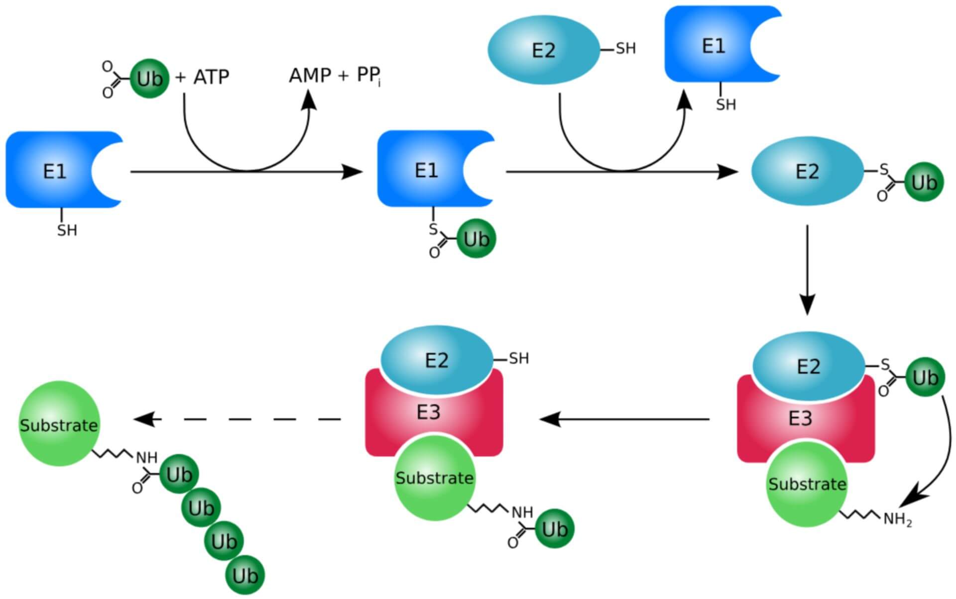 Protein Ubiquitination Services