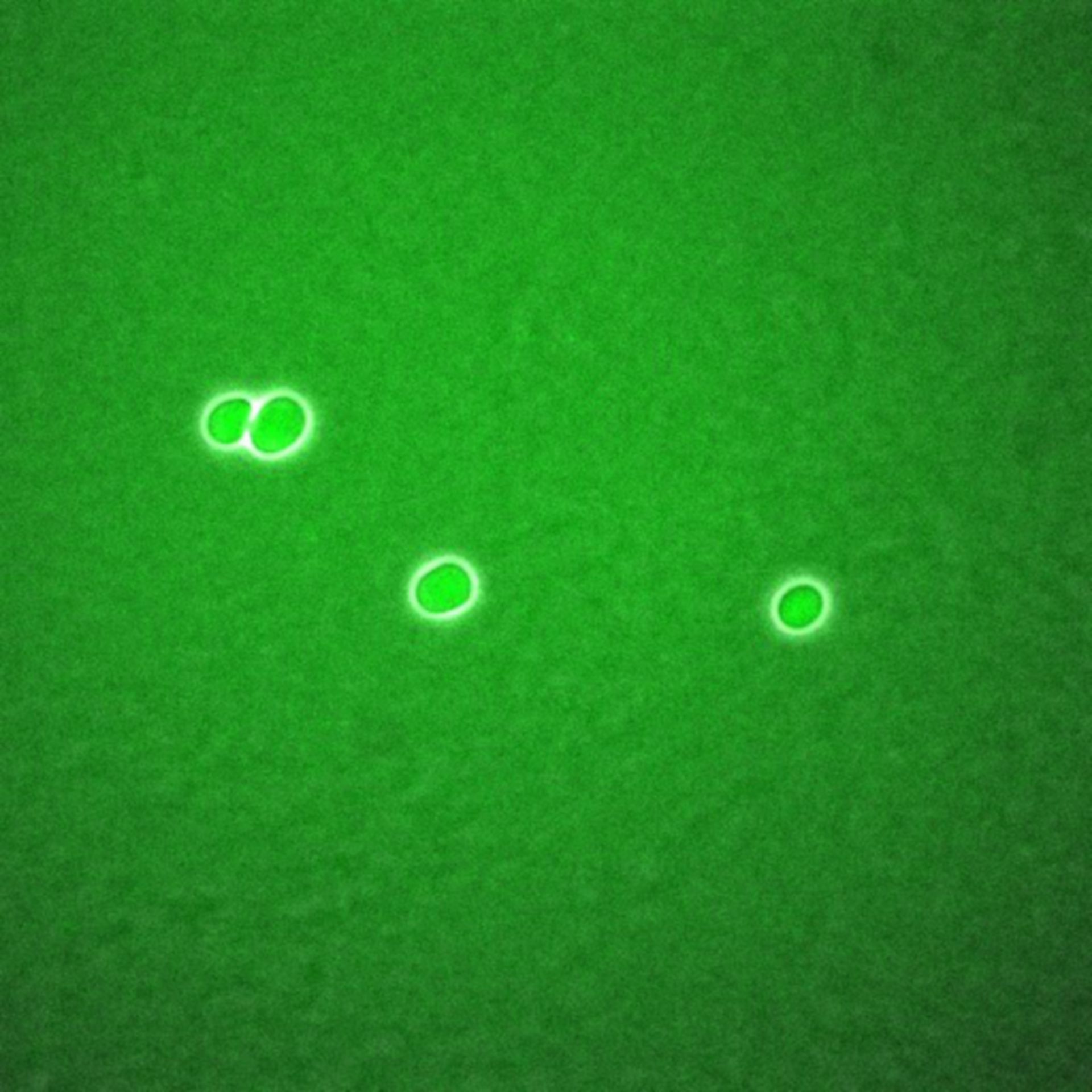 Saccharomyces cerevisiae (BCK2 protein) - CIL:35785