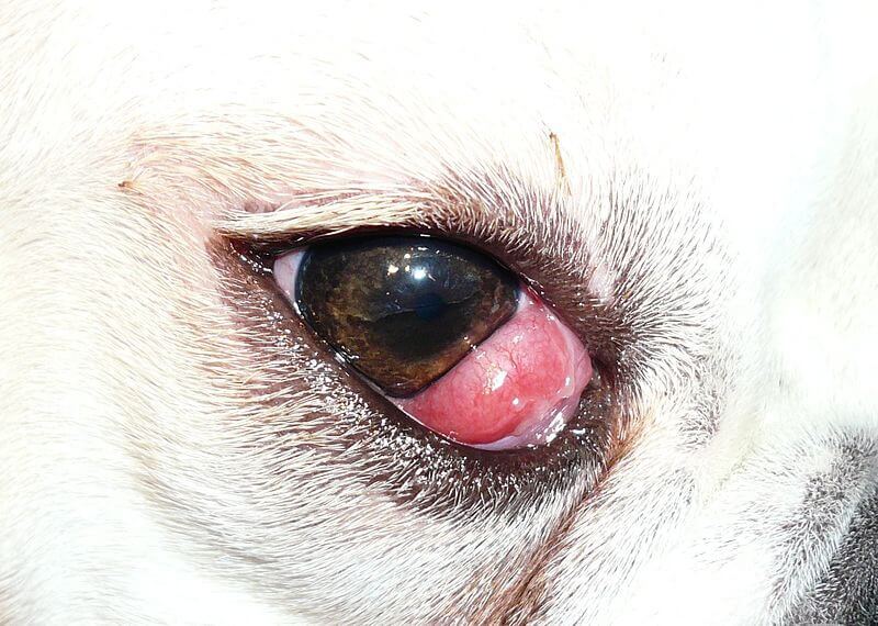 800px-prolapsed_gland_of_the_third_eyelid_original.jpg