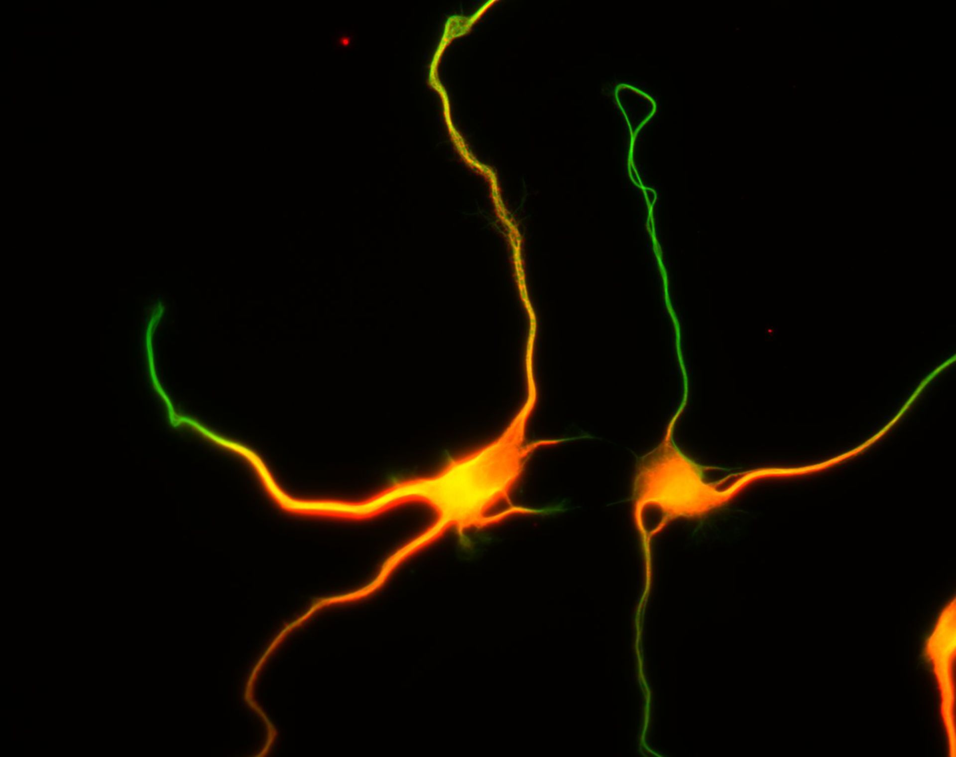Rattus (Dendrite) - CIL:8458