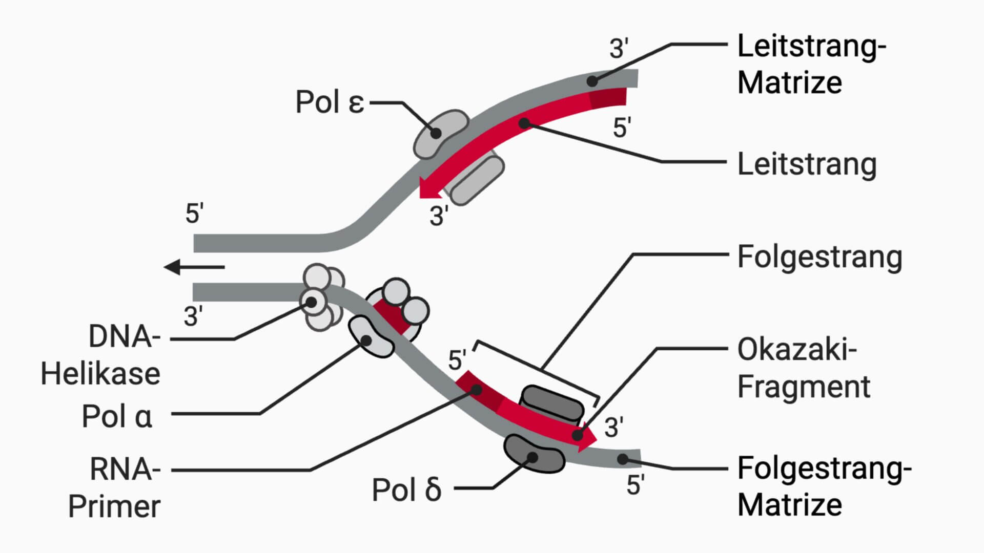 DNA-Replikation des Leit- und Folgestrangs