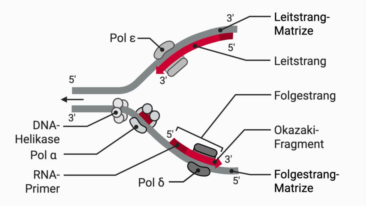 DNA-Replikation des Leit- und Folgestrangs