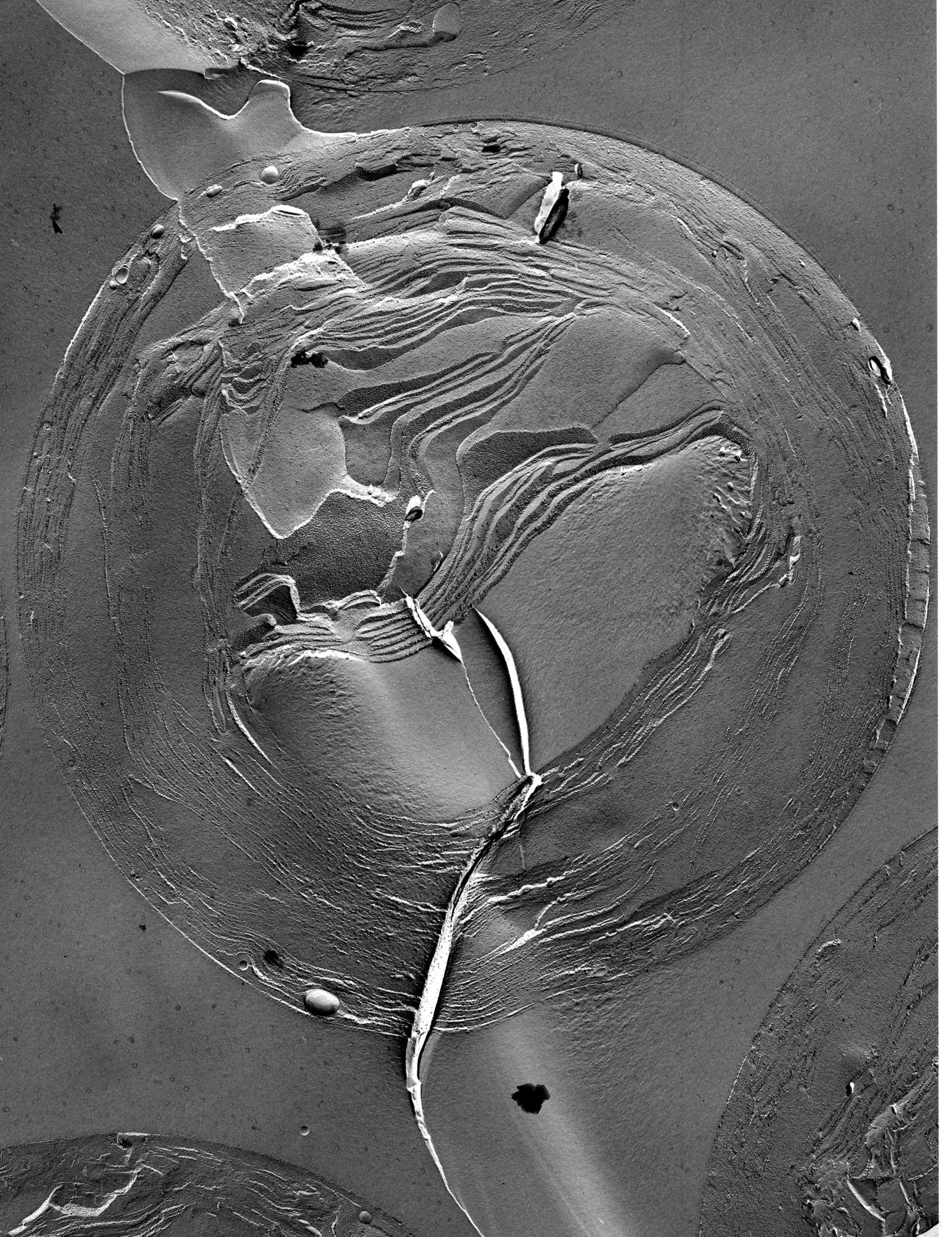 Prochloron (Thylakoid) - CIL:24587