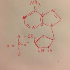Adenosinmonophosphat DocCheck Flexikon