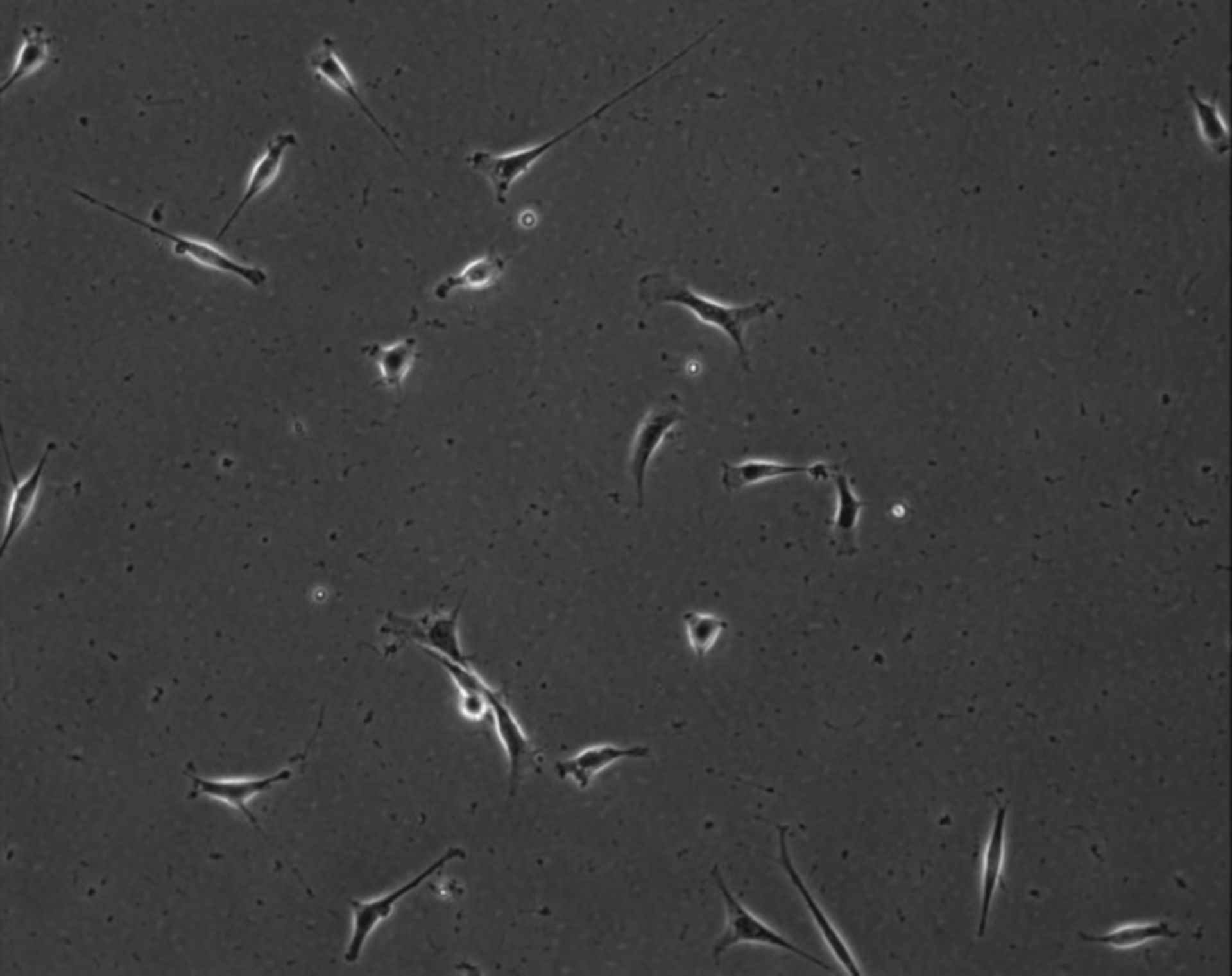 Mus musculus (Extracellular matrix part) - CIL:8859