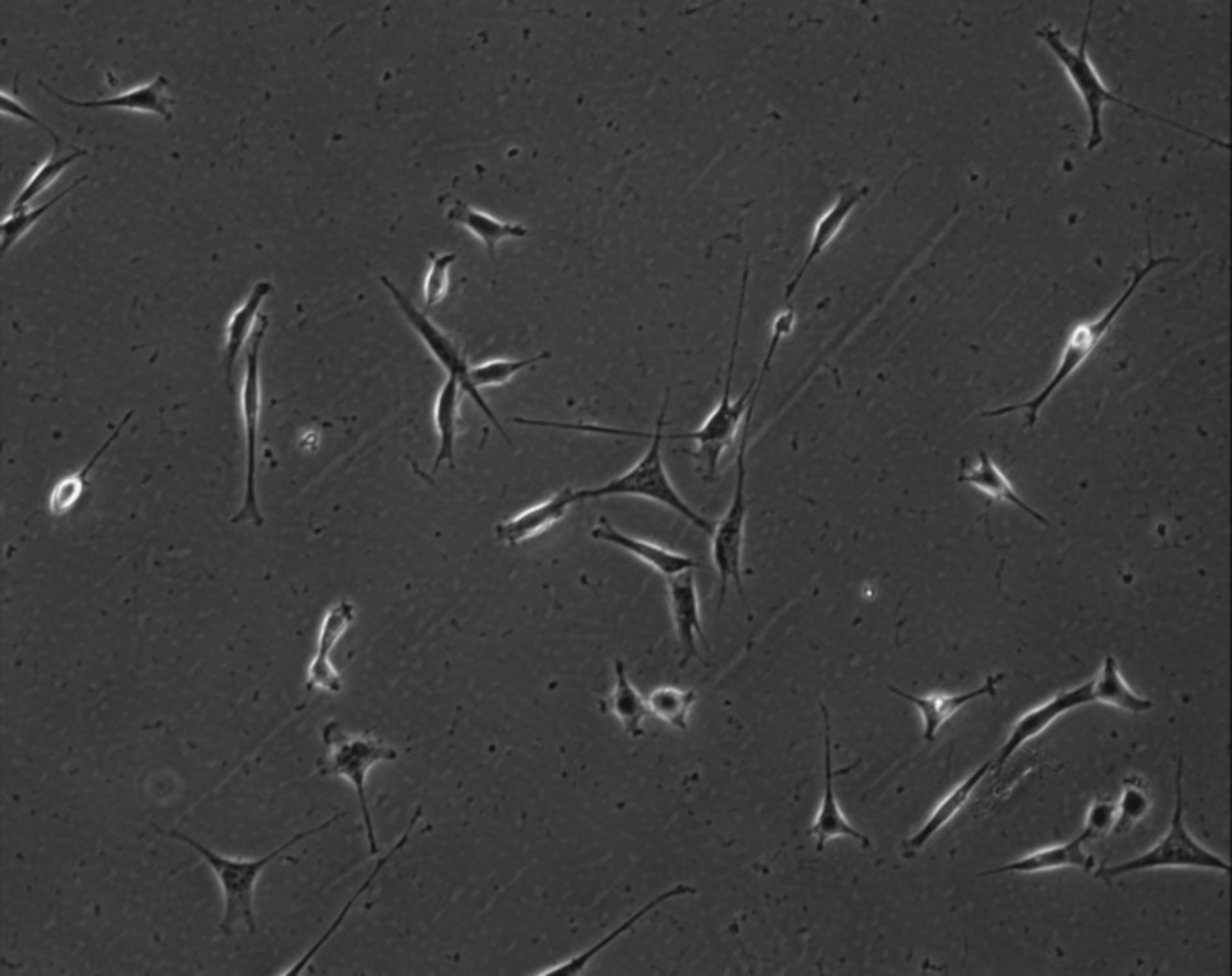 Mus musculus (Extracellular matrix part) - CIL:7830