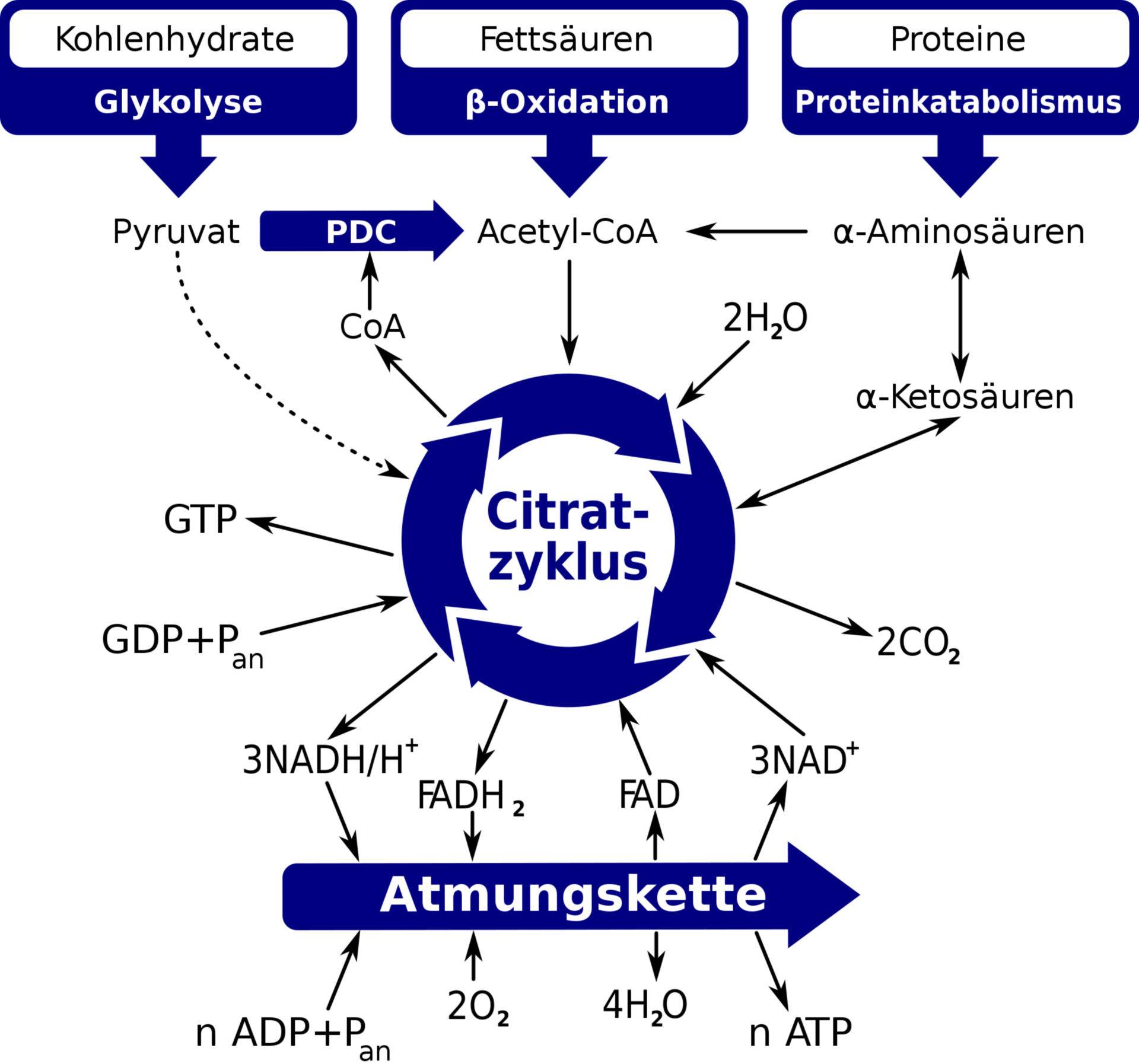 Citratzyklus (Überblick)