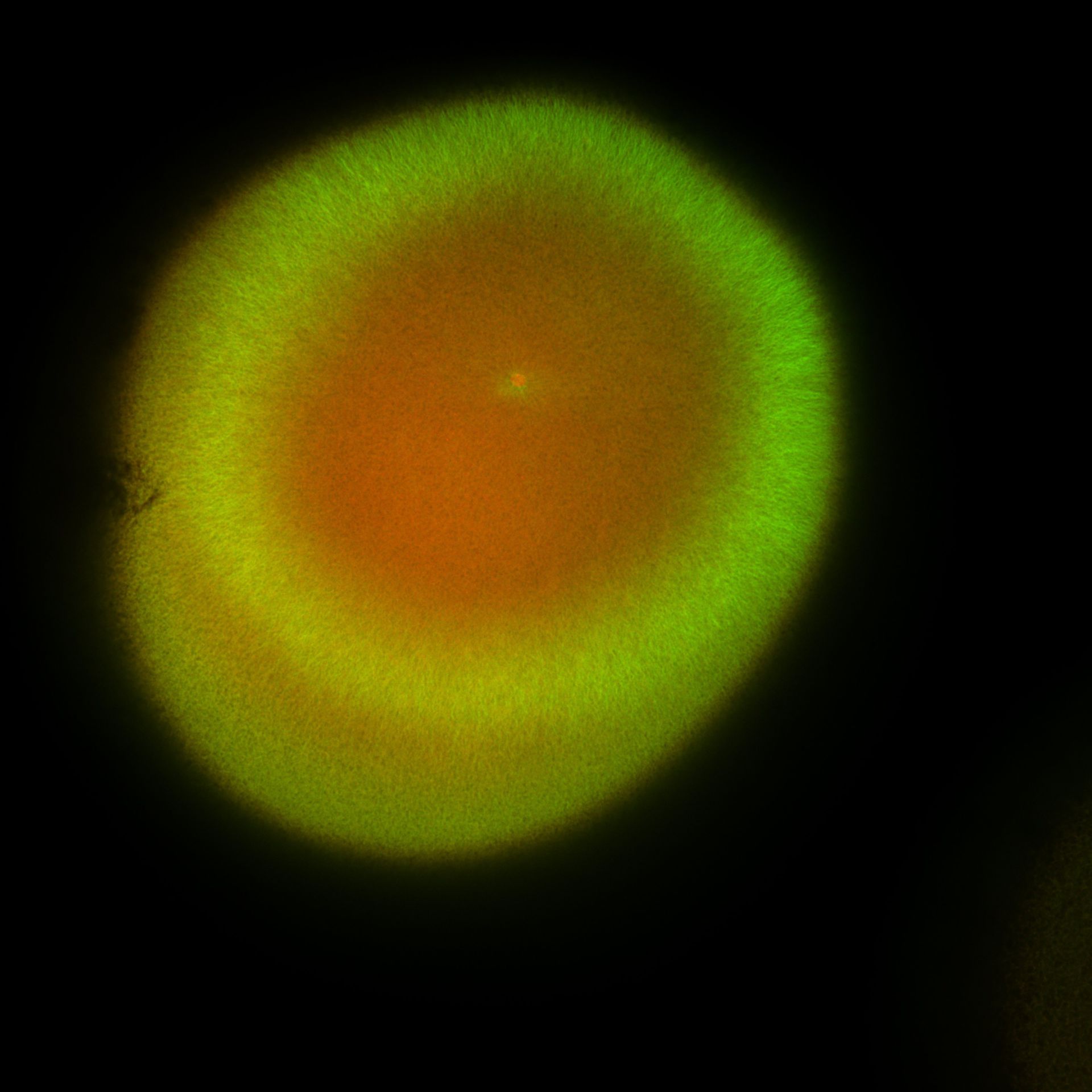 Xenopus laevis (DNA) - CIL:36463